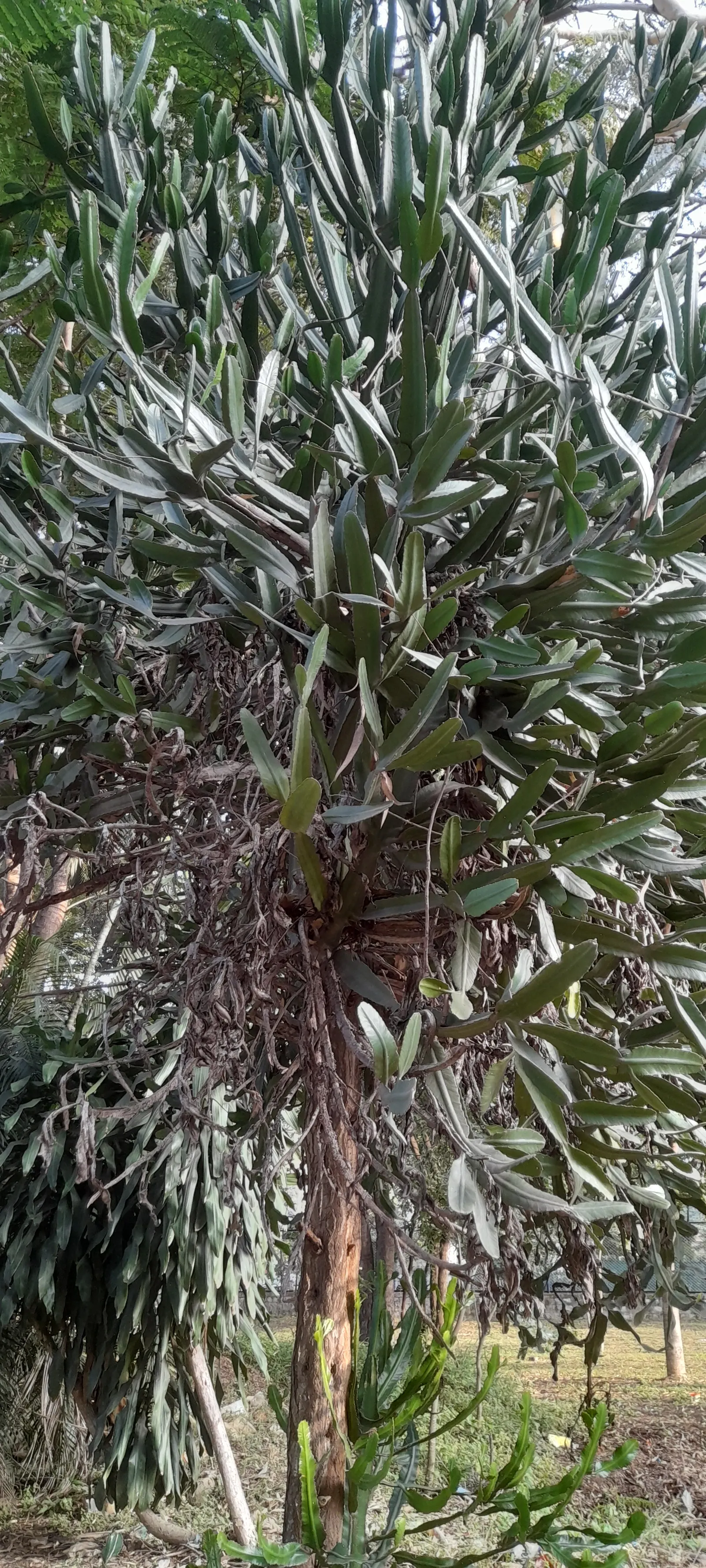 Red Pencil Tree (Euphorbia tirucalli) — Its pointed growth pattern and minimal leaf drop make it ideal for clean, modern designs; thrives in full, image 80