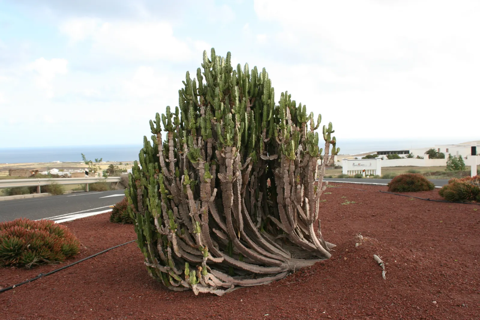 Red Pencil Tree (Euphorbia tirucalli) — succulent with red blooms; this plant is hardy in USDA zones 10 through 11, and should be protected or, image 74