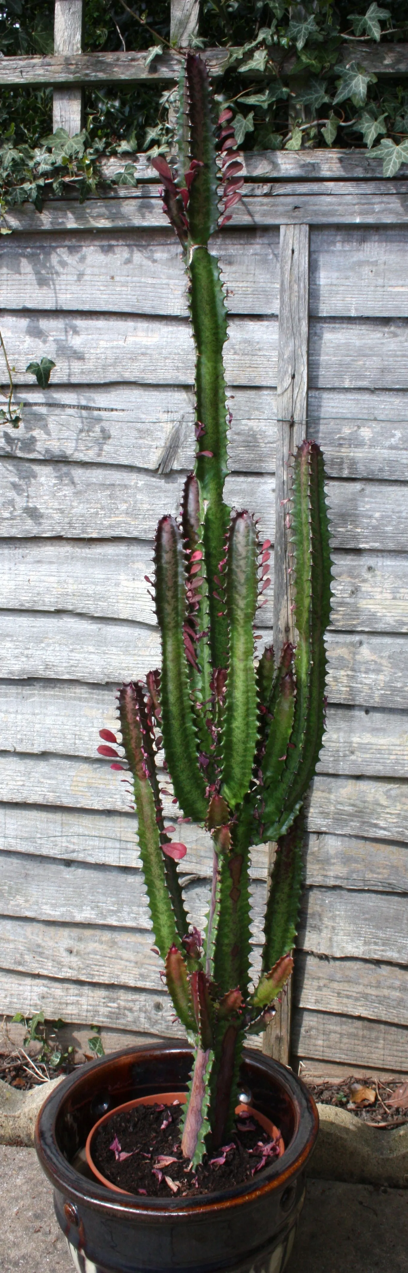 Red Pencil Tree (Euphorbia tirucalli) — It's crucial to handle it with care due to its mildly toxic sap and sharp edges