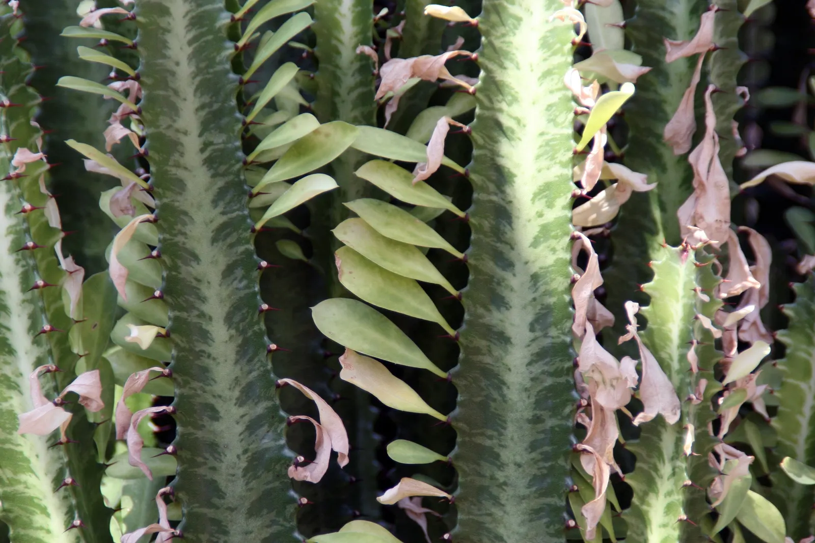 Red Pencil Tree (Euphorbia tirucalli) — low-maintenance succulent boasting vibrant red-tinged green stems; typically reaching heights of 6 to 9 feet when grown