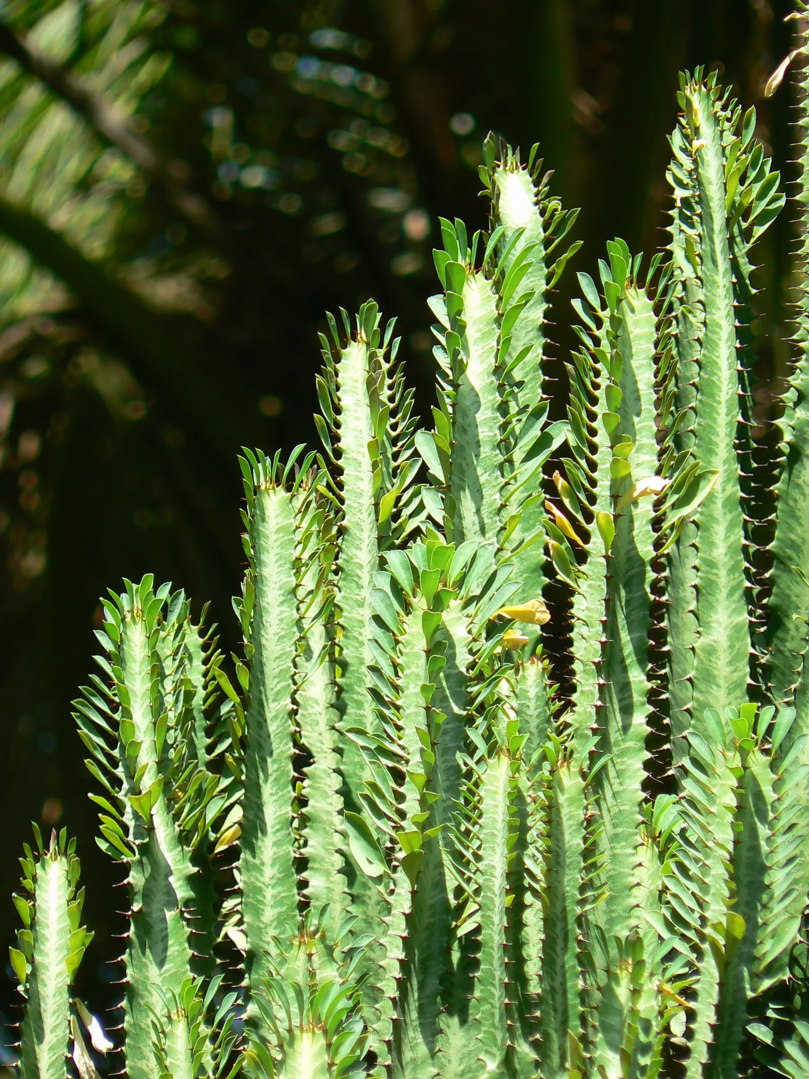Red Pencil Tree (Euphorbia tirucalli) — This plant is hardy in USDA zones 10 through 11, and should be protected or brought indoors in cooler climates