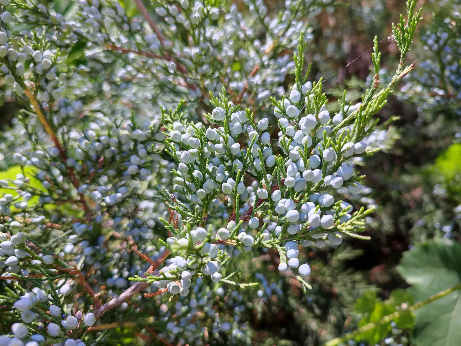 Red Pencil Tree (Euphorbia tirucalli) — it's recommended to place it in a sunny area; visually interesting specimen that can serve as a focal point, image 64