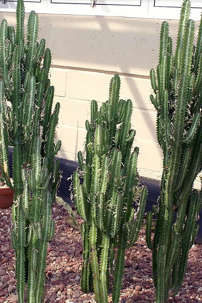 Red Pencil Tree (Euphorbia tirucalli) — Typically reaching up to 8 feet tall; making it an ideal choice for water-efficient landscapes.<br><br>For the client