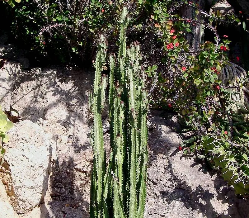 Red Pencil Tree (Euphorbia tirucalli) — Caution is advised as the sap is an irritant; it's recommended to place it in a sunny area, image 81