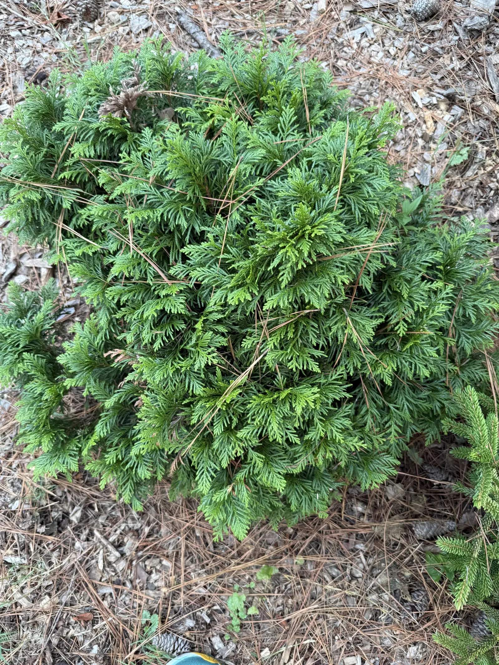 Red Pencil Tree (Euphorbia tirucalli) — Thrives in full sun to partial shade