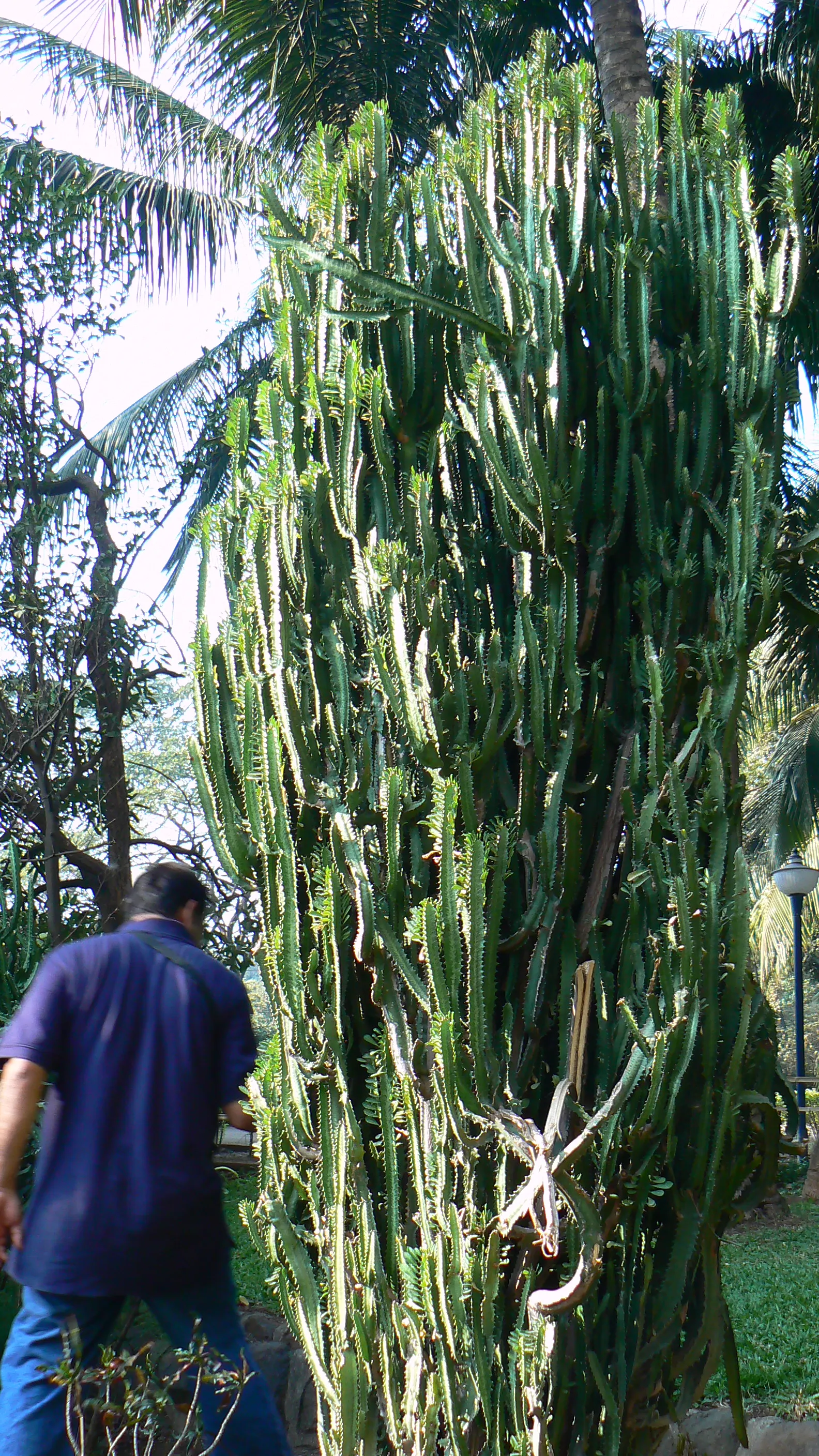 Red Pencil Tree (Euphorbia tirucalli) — it's recommended to place it in a sunny area