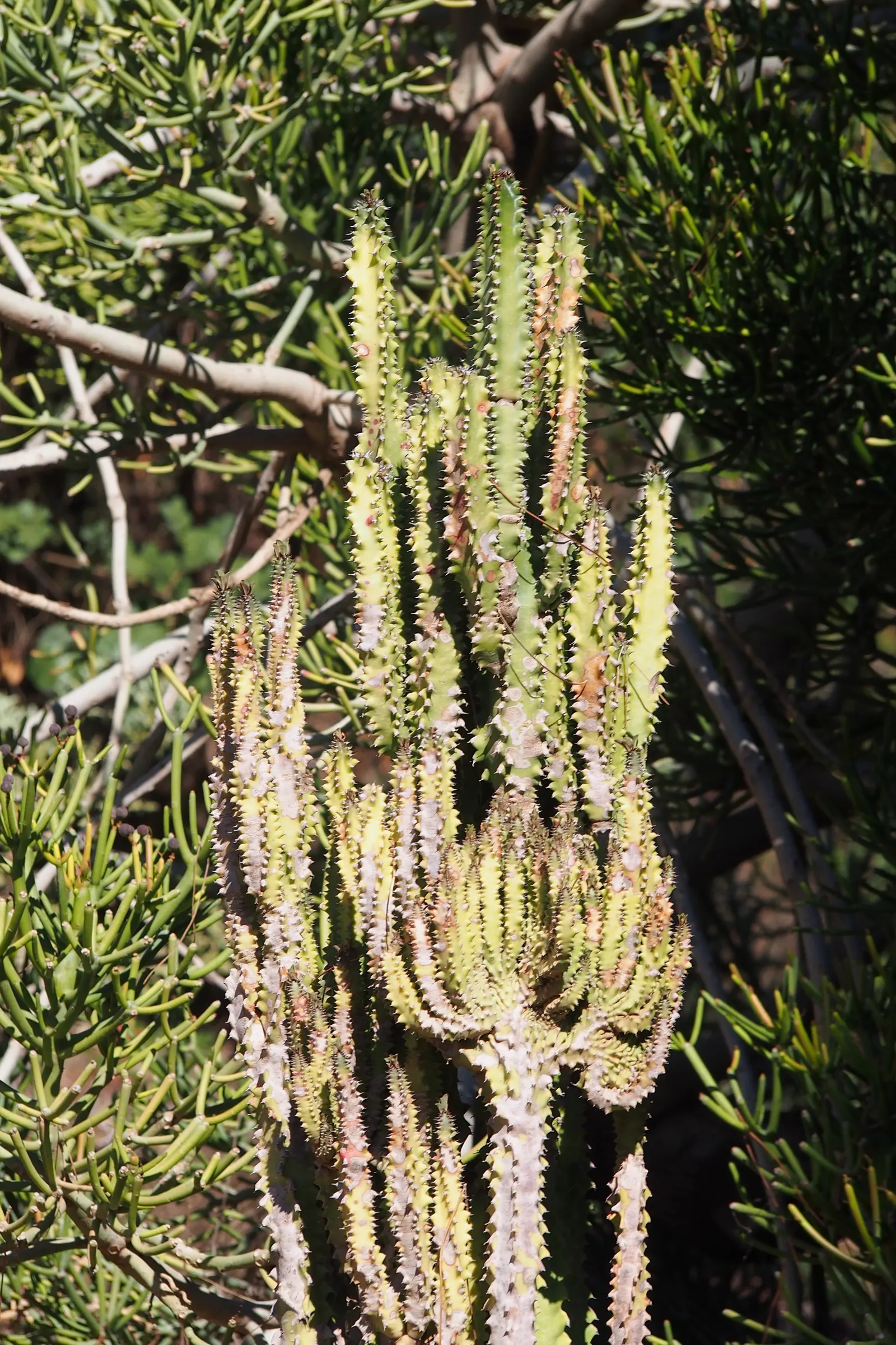 Red Pencil Tree (Euphorbia tirucalli) — covered in small leaves and thorns; caution is advised as the sap is an irritant