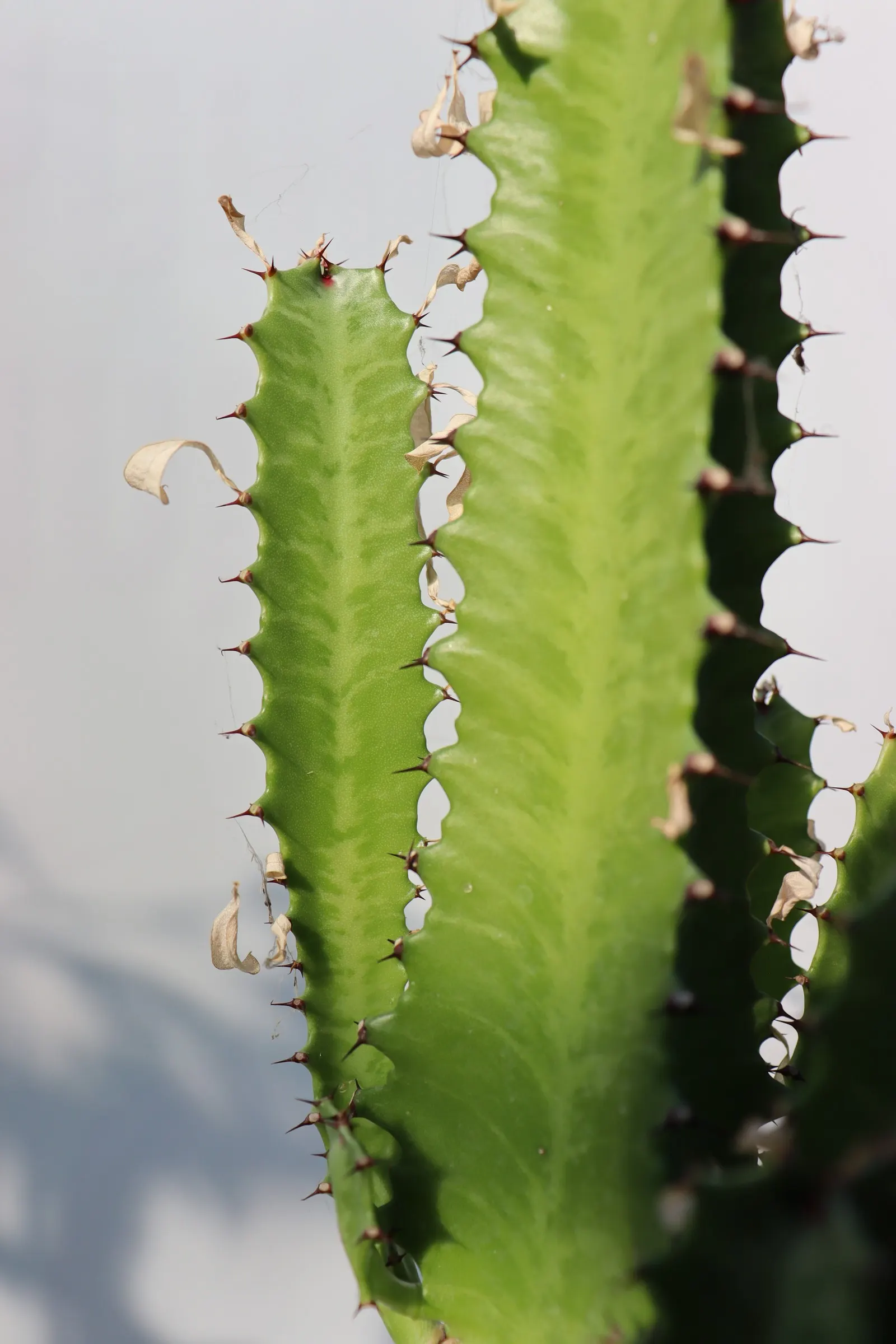 Red Pencil Tree (Euphorbia tirucalli) — It requires minimal water; drought-tolerant succulent that brings a vertical presence and a touch of the exotic to any