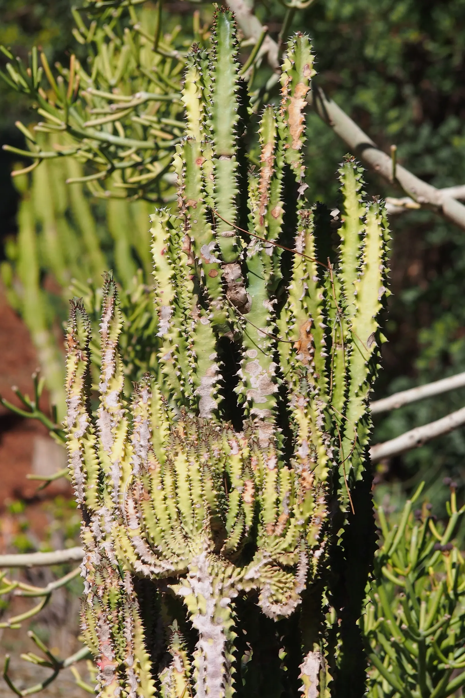 Red Pencil Tree (Euphorbia tirucalli) — This hardy and easy-to-care-for plant is characterized by its upright; in line with typical succulent care