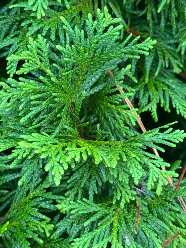 Red Pencil Tree (Euphorbia tirucalli) — in line with typical succulent care; it requires minimal water, image 67