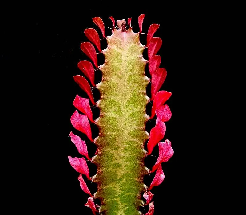 Red Pencil Tree (Euphorbia tirucalli) — low-maintenance succulent boasting vibrant red-tinged green stems; typically reaching heights of 6 to 9, image 77