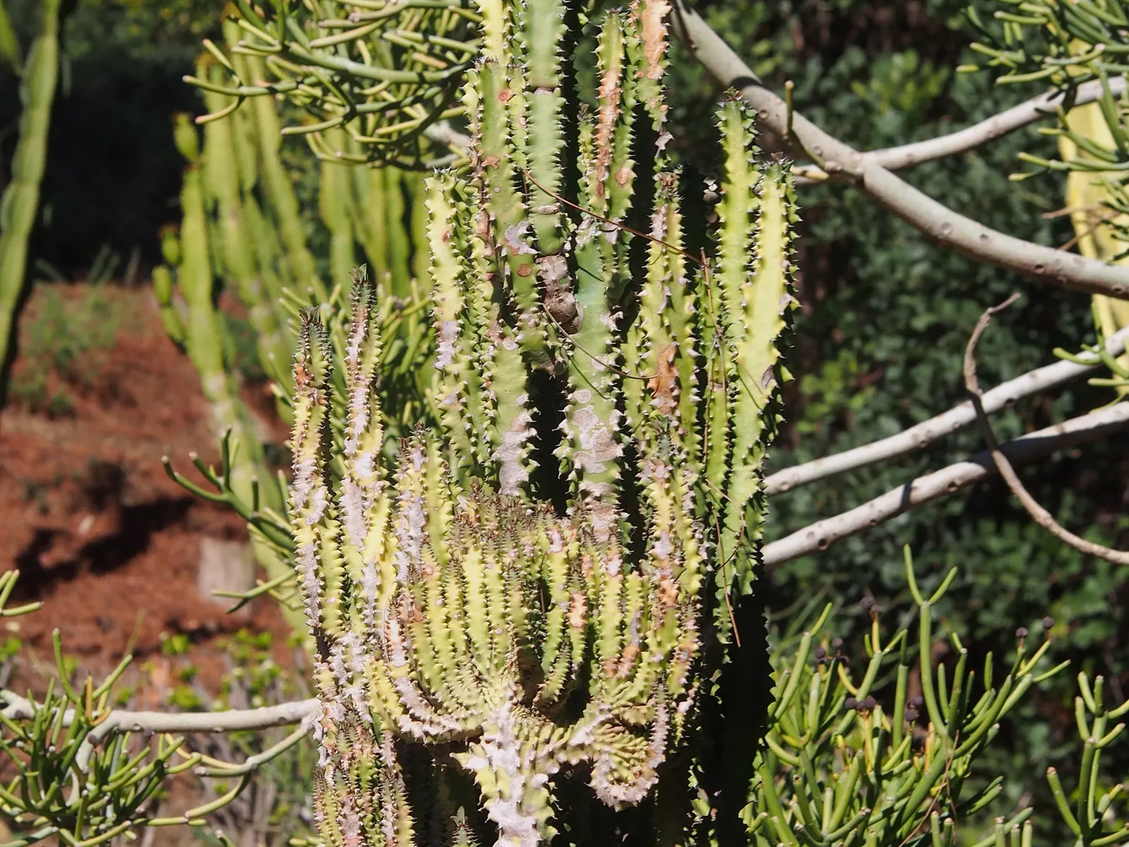 Red Pencil Tree (Euphorbia tirucalli) — typically reaching heights of 6 to 9 feet when grown outdoors in the ground; succulent with red blooms