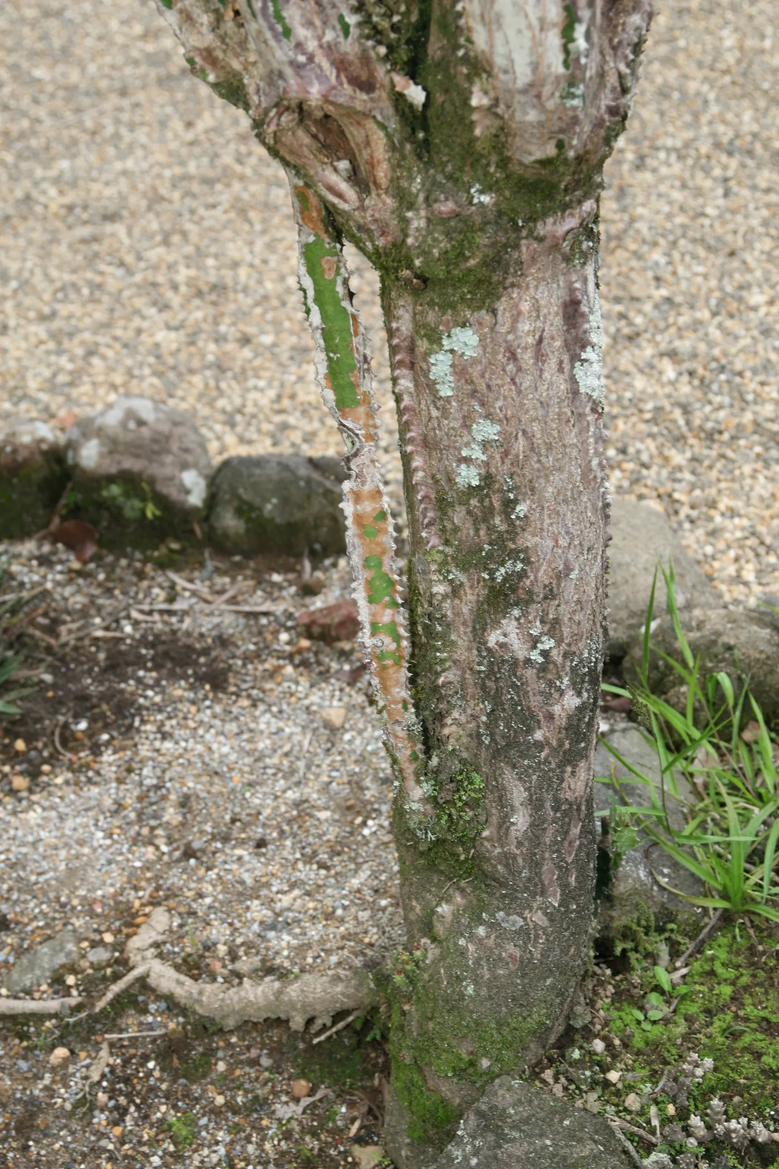 Red Pencil Tree (Euphorbia tirucalli) — Thrives in full sun to partial shade; it's crucial to handle it with care due to its mildly toxic sap and sharp edges