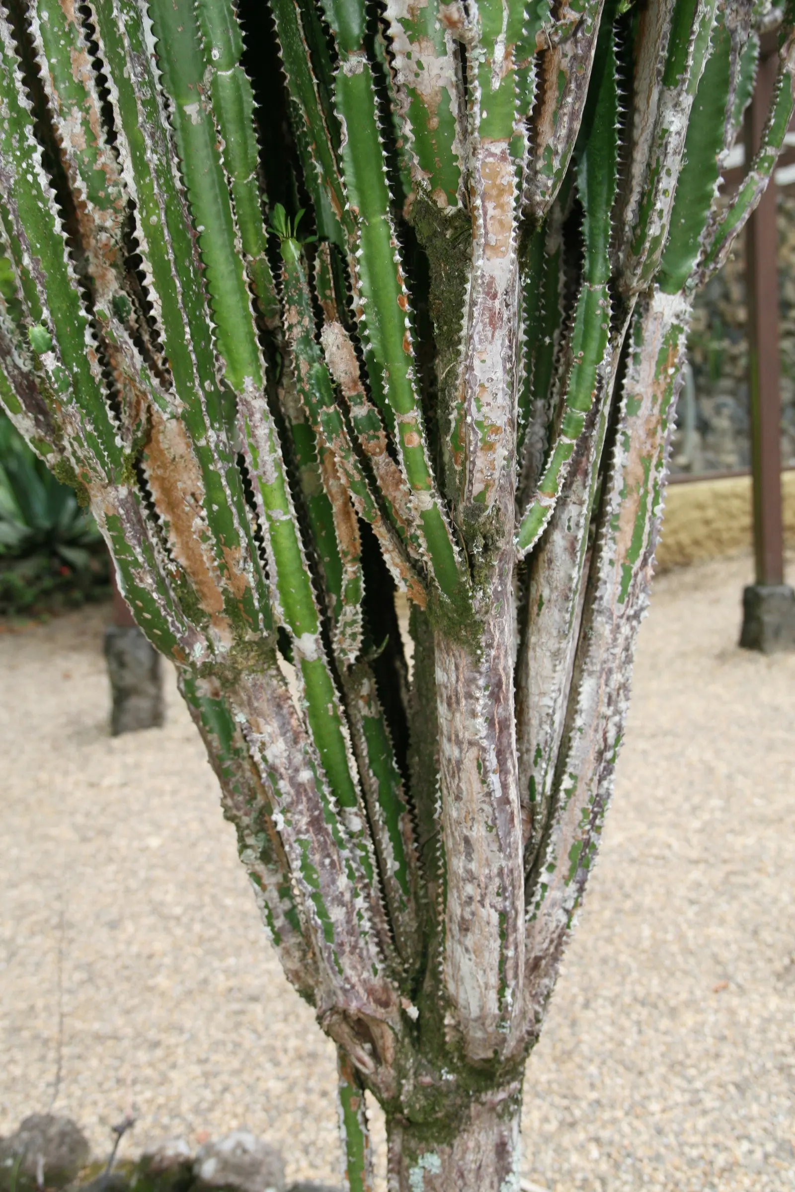 Red Pencil Tree (Euphorbia tirucalli) — The Red Pencil Tree (Euphorbia trigona) is a striking; this drought-resistant plant adds vertical interest with a