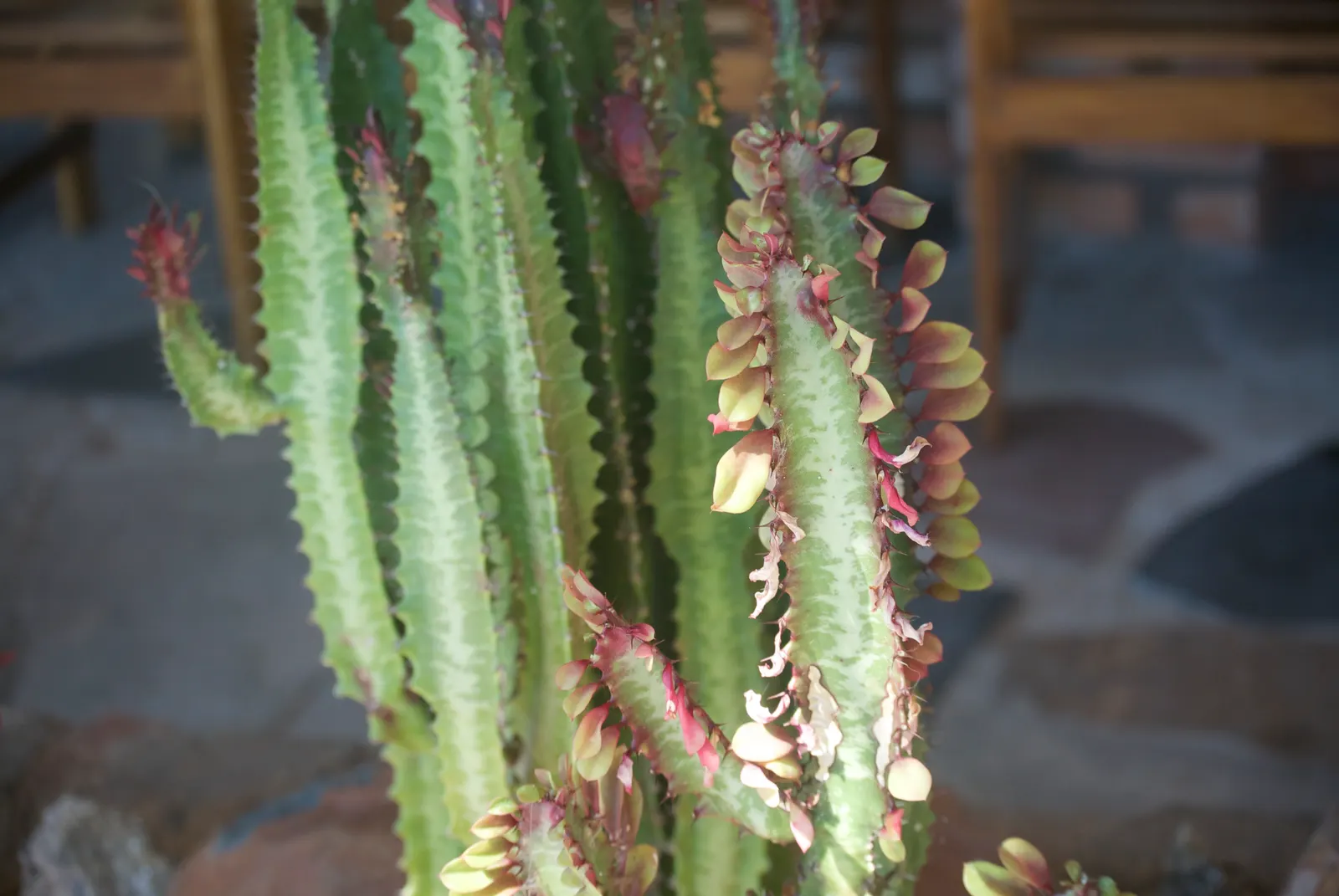 Red Pencil Tree (Euphorbia tirucalli) — with a striking red or purple hue that enhances its appeal