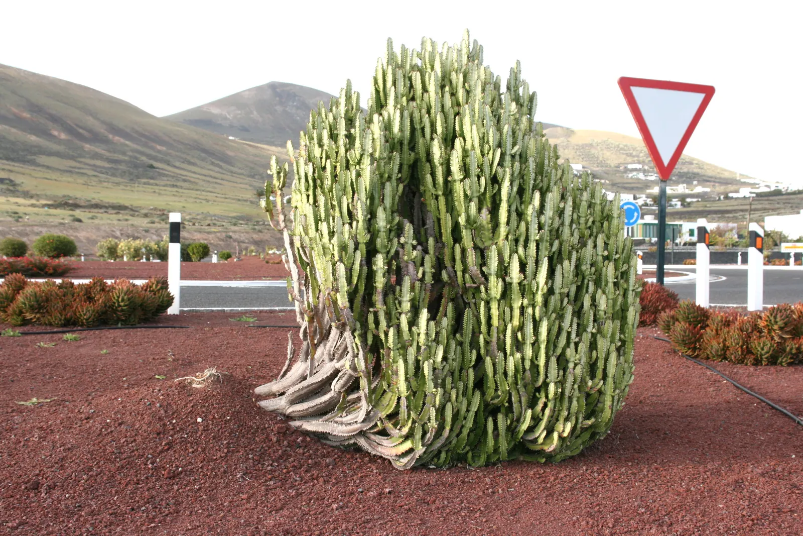 Red Pencil Tree (Euphorbia tirucalli) — also referred to as the African Milk Tree