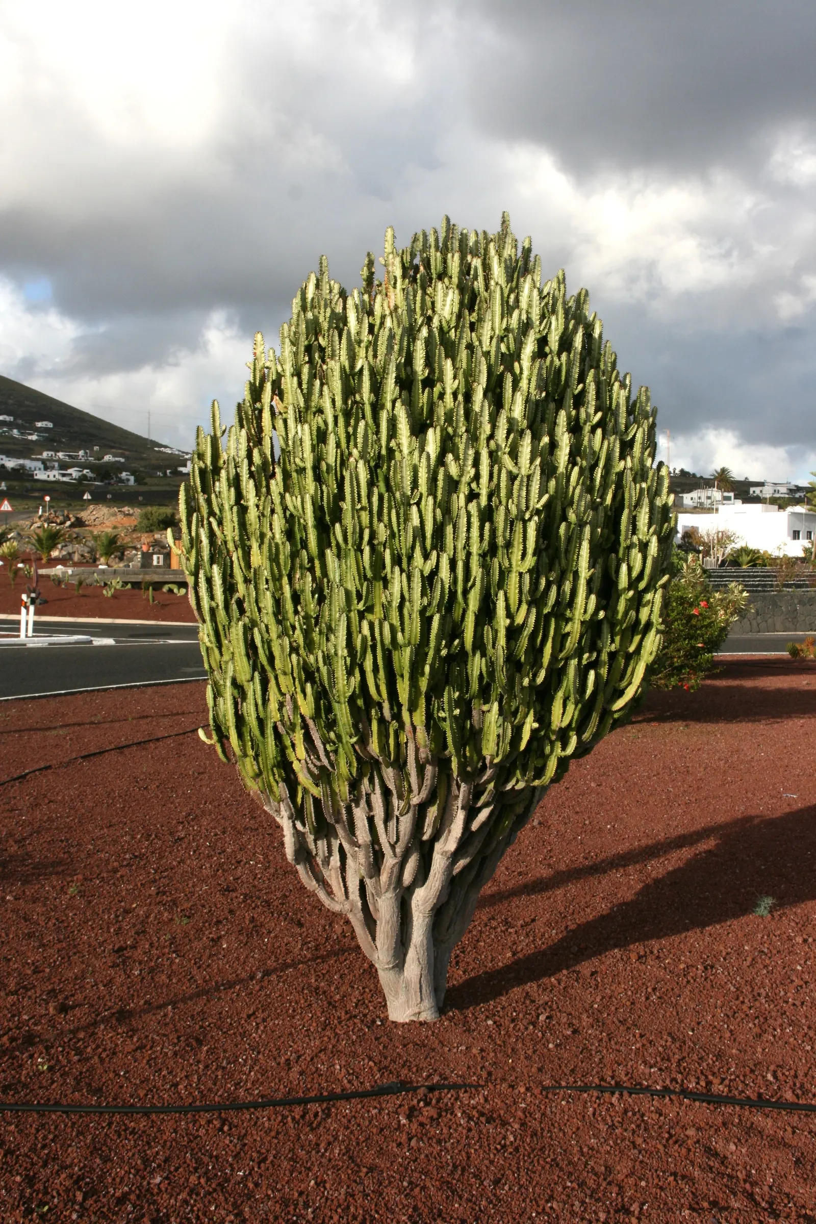 Red Pencil Tree (Euphorbia tirucalli) — making it an ideal choice for water-efficient landscapes.<br><br>For the client; red flowers in the garden, image 68