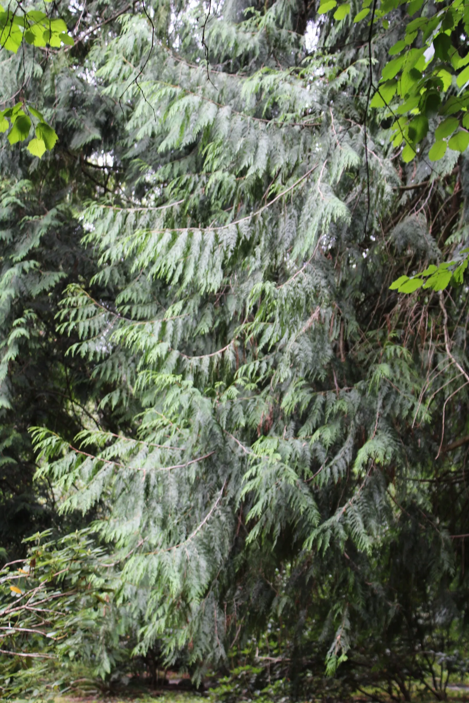 Red Pencil Tree (Euphorbia tirucalli) — the Red Pencil Tree offers a low-maintenance; its pointed growth pattern and minimal leaf drop make it, image 69