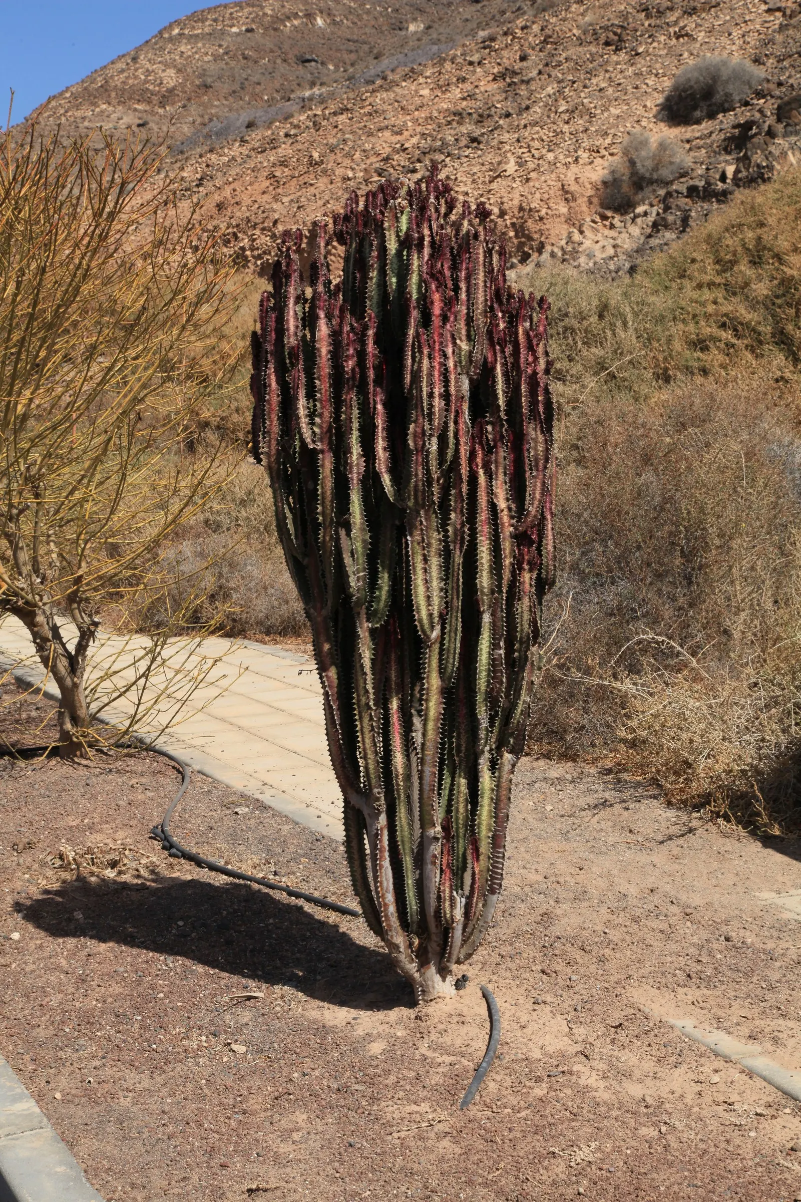 Red Pencil Tree (Euphorbia tirucalli) — This hardy and easy-to-care-for plant is characterized by its upright
