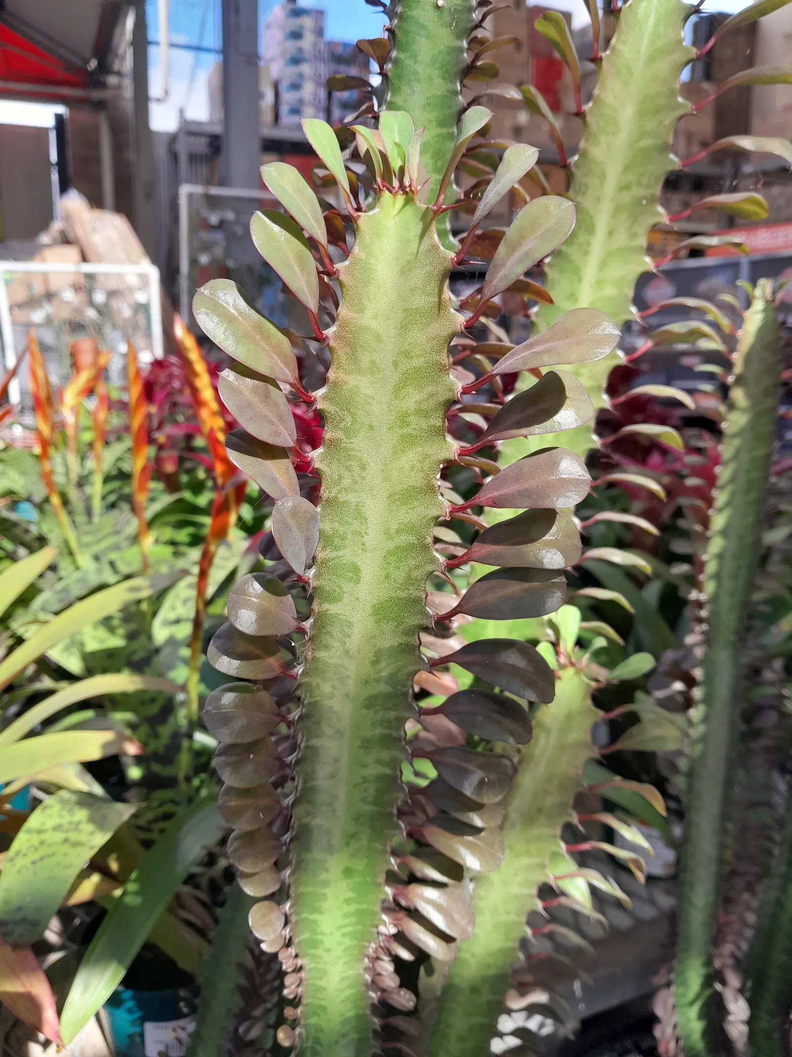Red Pencil Tree (Euphorbia tirucalli) — visually interesting specimen that can serve as a focal point or can be grouped for a striking; covered in small leaves