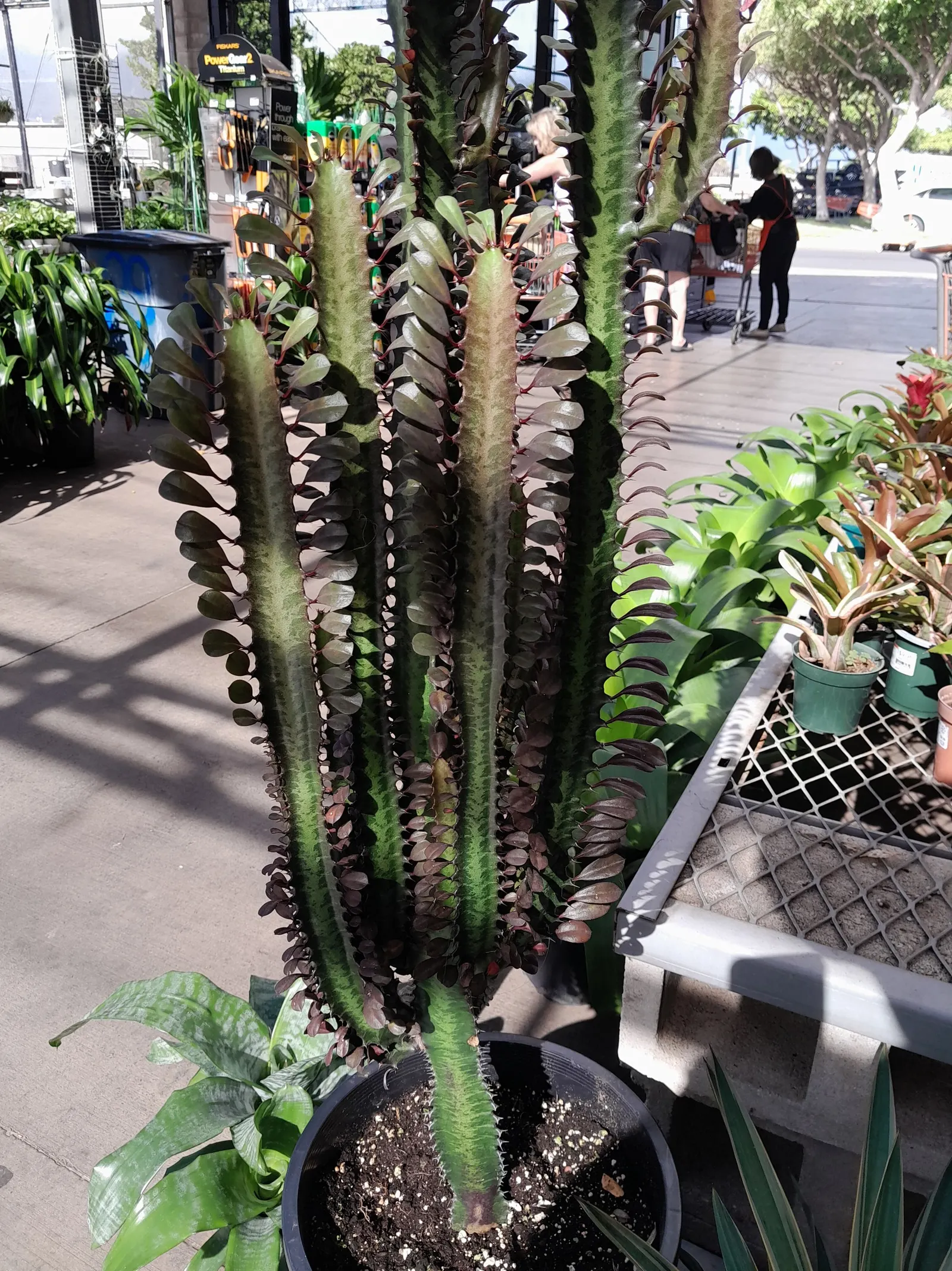 Red Pencil Tree (Euphorbia tirucalli) — It's crucial to handle it with care due to its mildly toxic sap and sharp edges; the Red Pencil Tree offers a