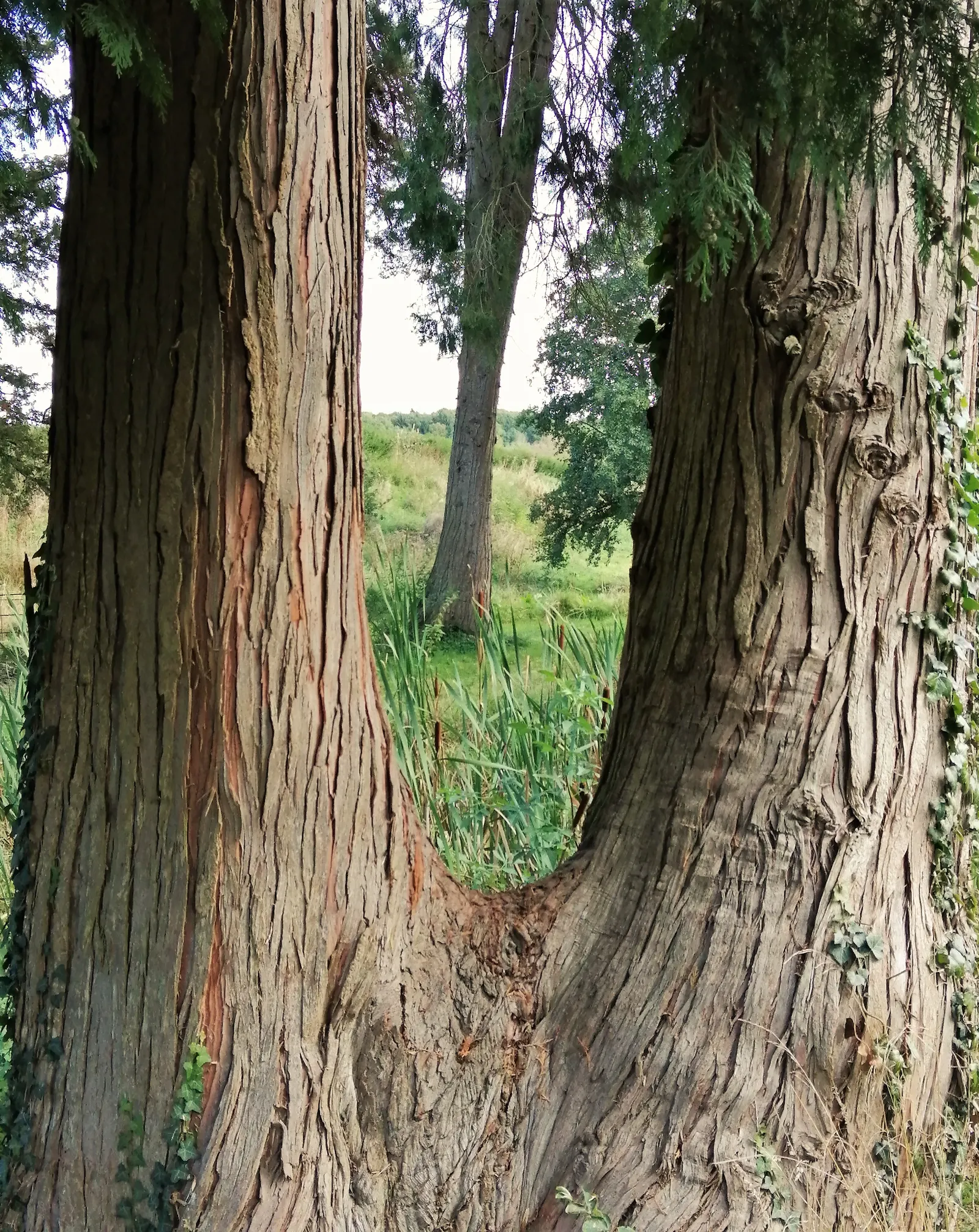 Red Pencil Tree (Euphorbia tirucalli) — also referred to as the African Milk Tree; typically reaching up to 8 feet tall, image 83