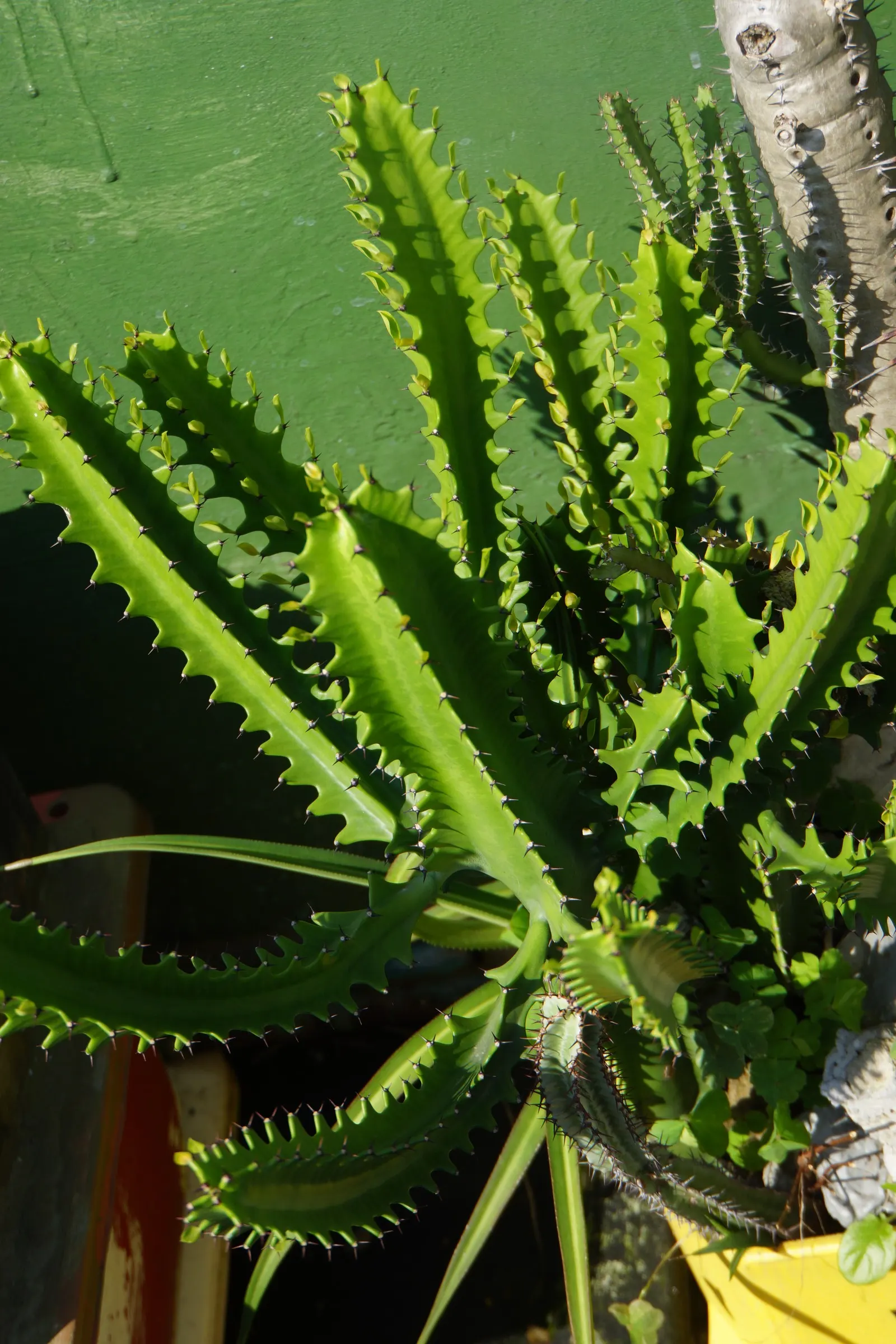 Red Pencil Tree (Euphorbia tirucalli) — succulent with red blooms; this plant is hardy in USDA zones 10 through 11, and should be protected or brought indoors