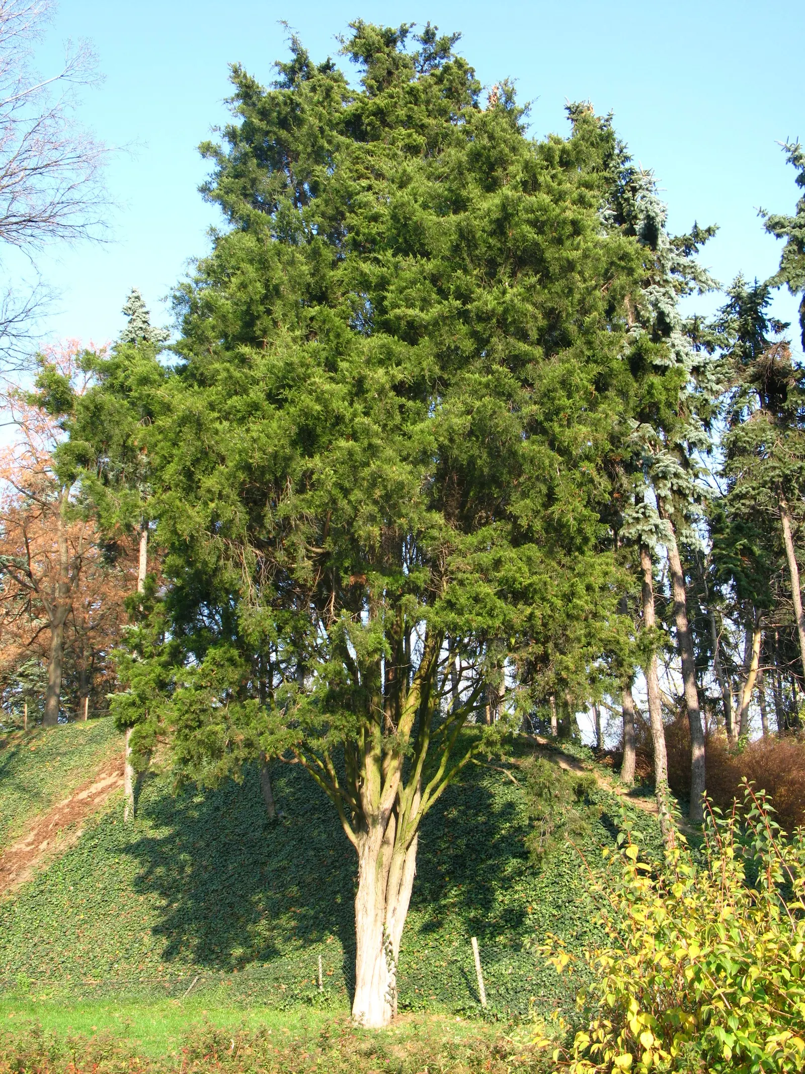 Red Pencil Tree (Euphorbia tirucalli) — Typically reaching up to 8 feet tall