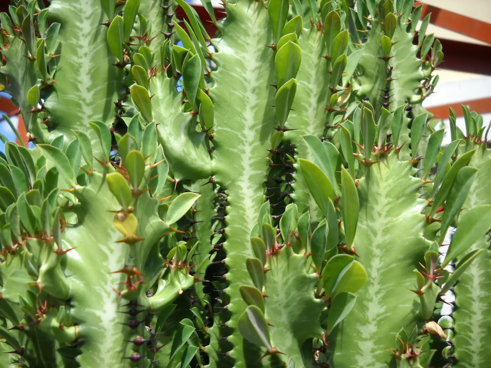 Red Pencil Tree (Euphorbia tirucalli) — Always wear gloves when pruning or handling this plant; the Red Pencil Tree (Euphorbia trigona) is a striking
