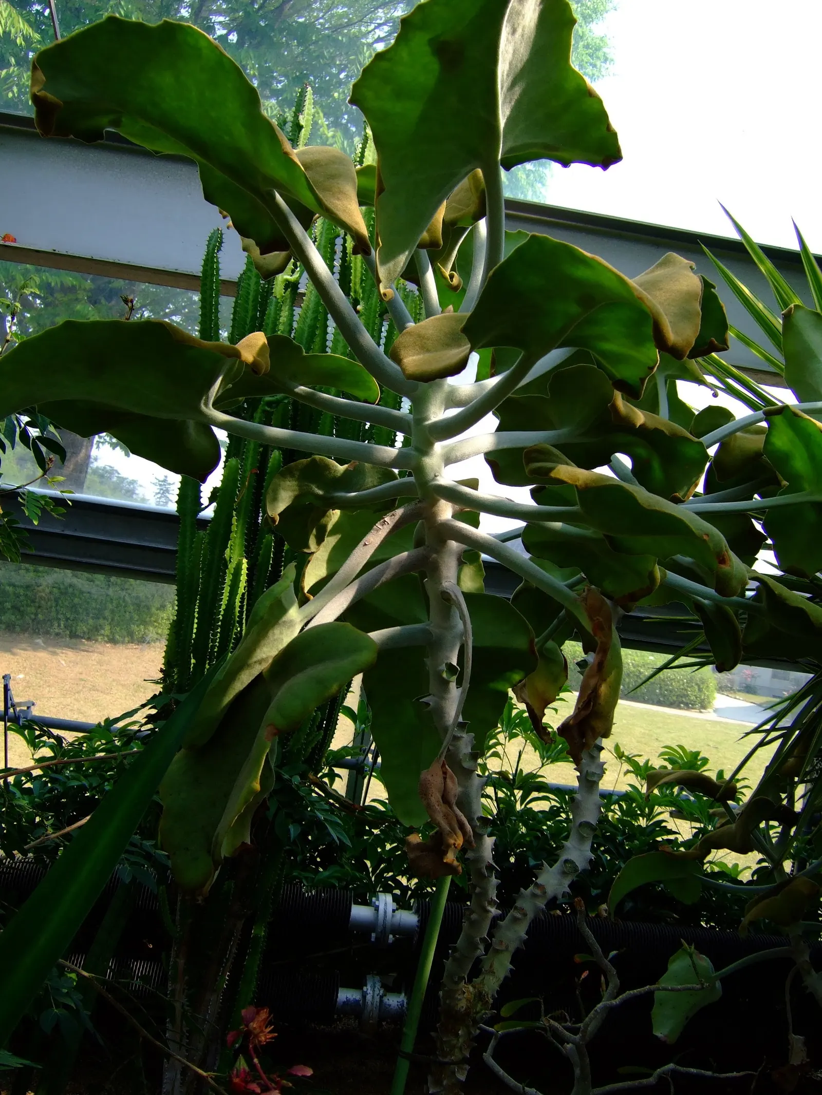 Red Pencil Tree (Euphorbia tirucalli) — the Red Pencil Tree offers a low-maintenance; its pointed growth pattern and minimal leaf drop make it ideal for clean
