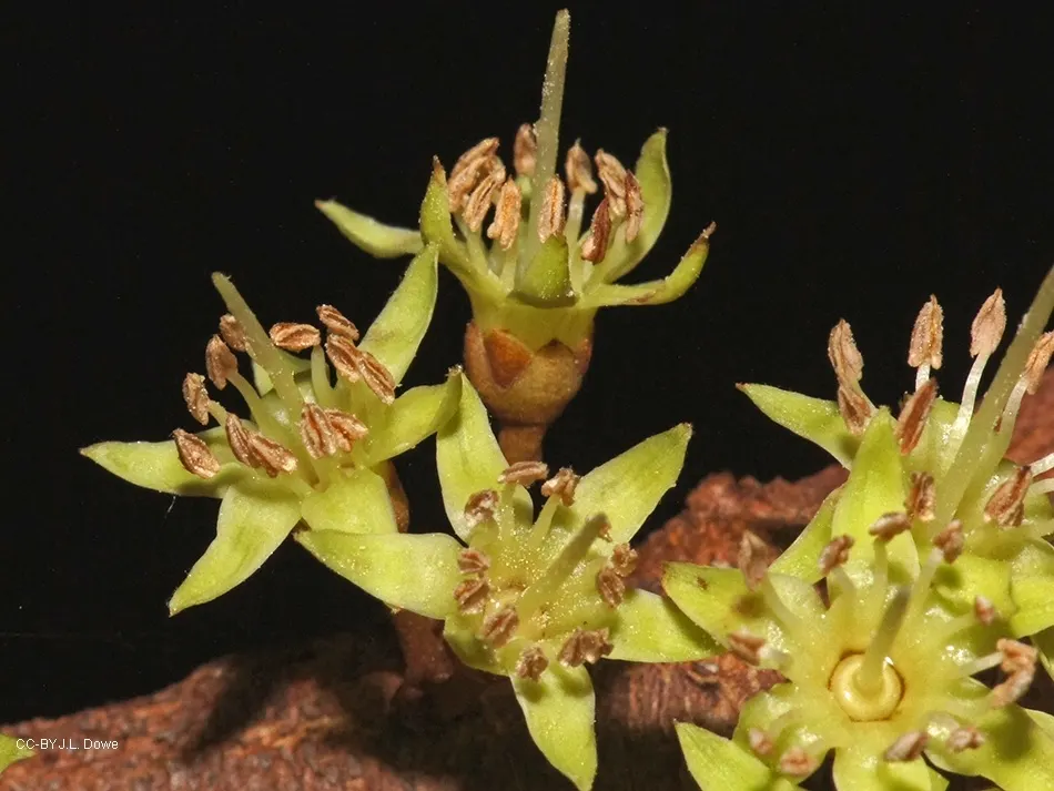 Red Pencil Tree (Euphorbia tirucalli) — Typically reaching up to 8 feet tall; making it an ideal choice for water-efficient landscapes.<br><br>For, image 78