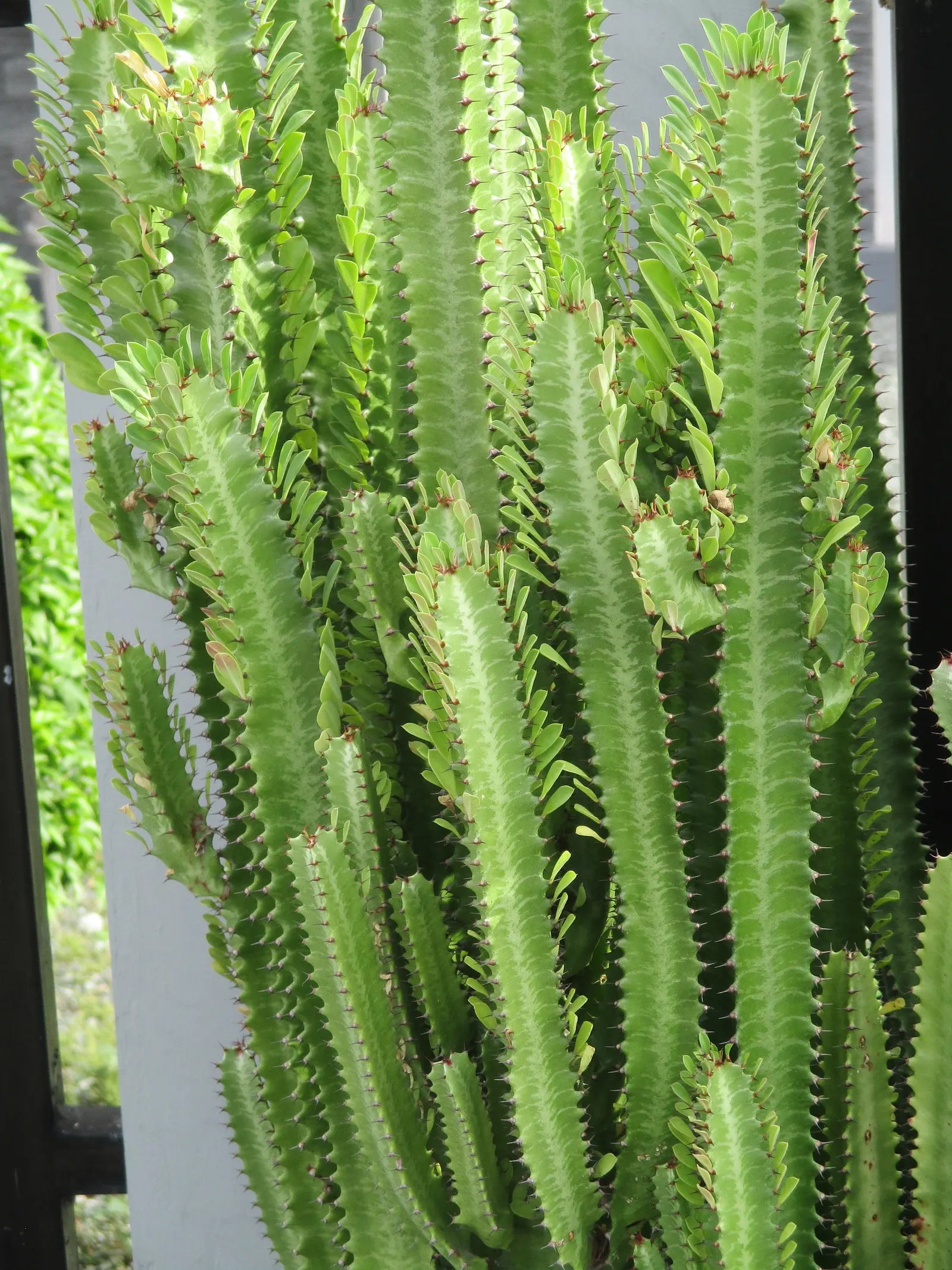 Red Pencil Tree (Euphorbia tirucalli) — Caution is advised as the sap is an irritant; it's recommended to place it in a sunny area, image 56