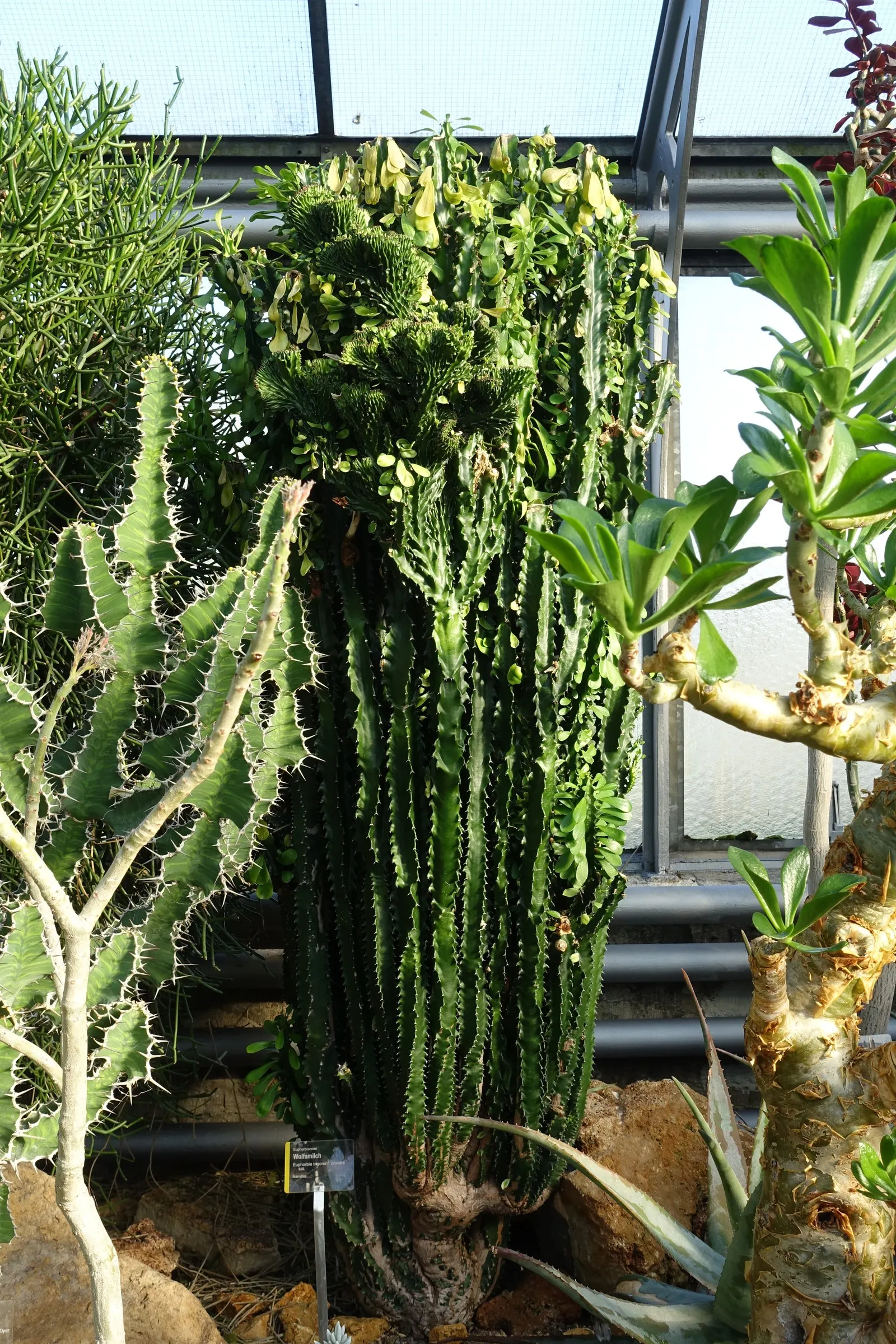 Red Pencil Tree (Euphorbia tirucalli) — this drought-resistant plant adds vertical interest with a spread of 1-3 feet; succulent for full or half, image 54