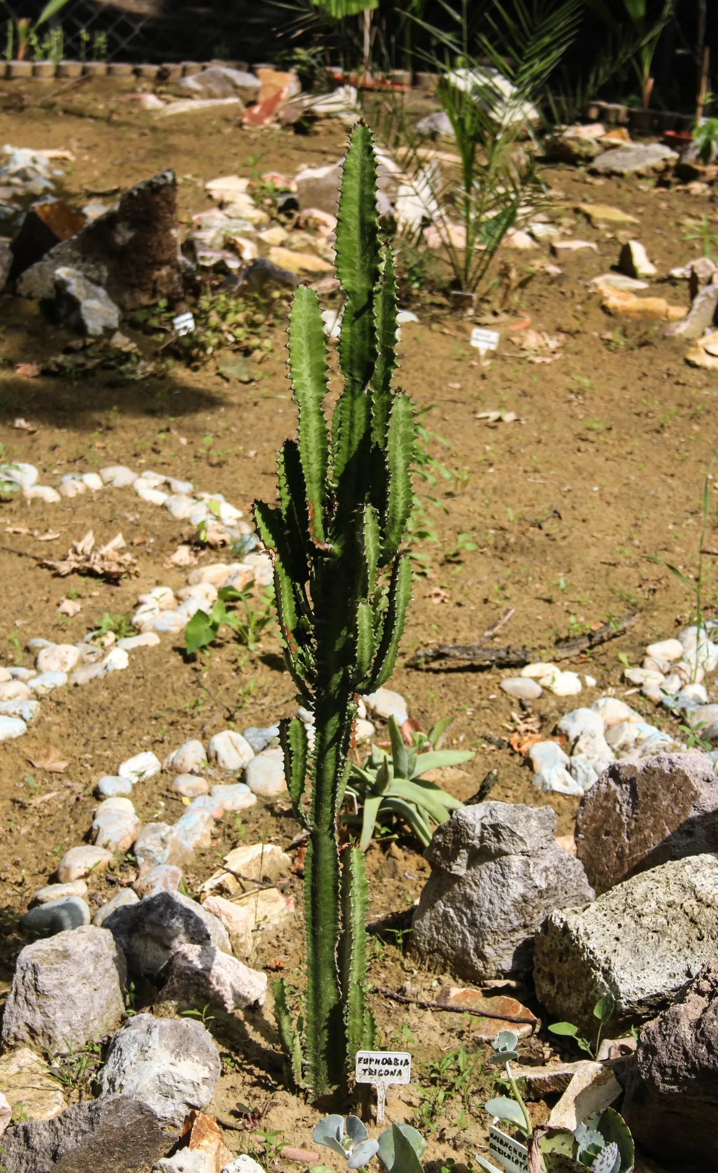 Red Pencil Tree (Euphorbia tirucalli) — succulent for full or half; always wear gloves when pruning or handling this plant