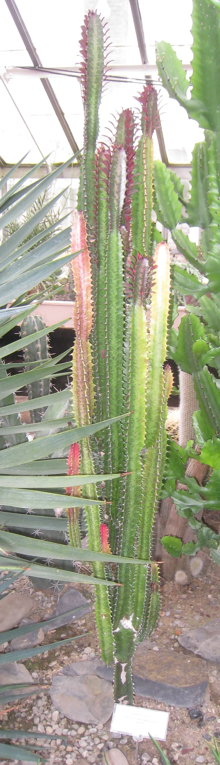 Red Pencil Tree (Euphorbia tirucalli) — Typically reaching up to 8 feet tall; making it an ideal choice for water-efficient landscapes.<br><br>For, image 53