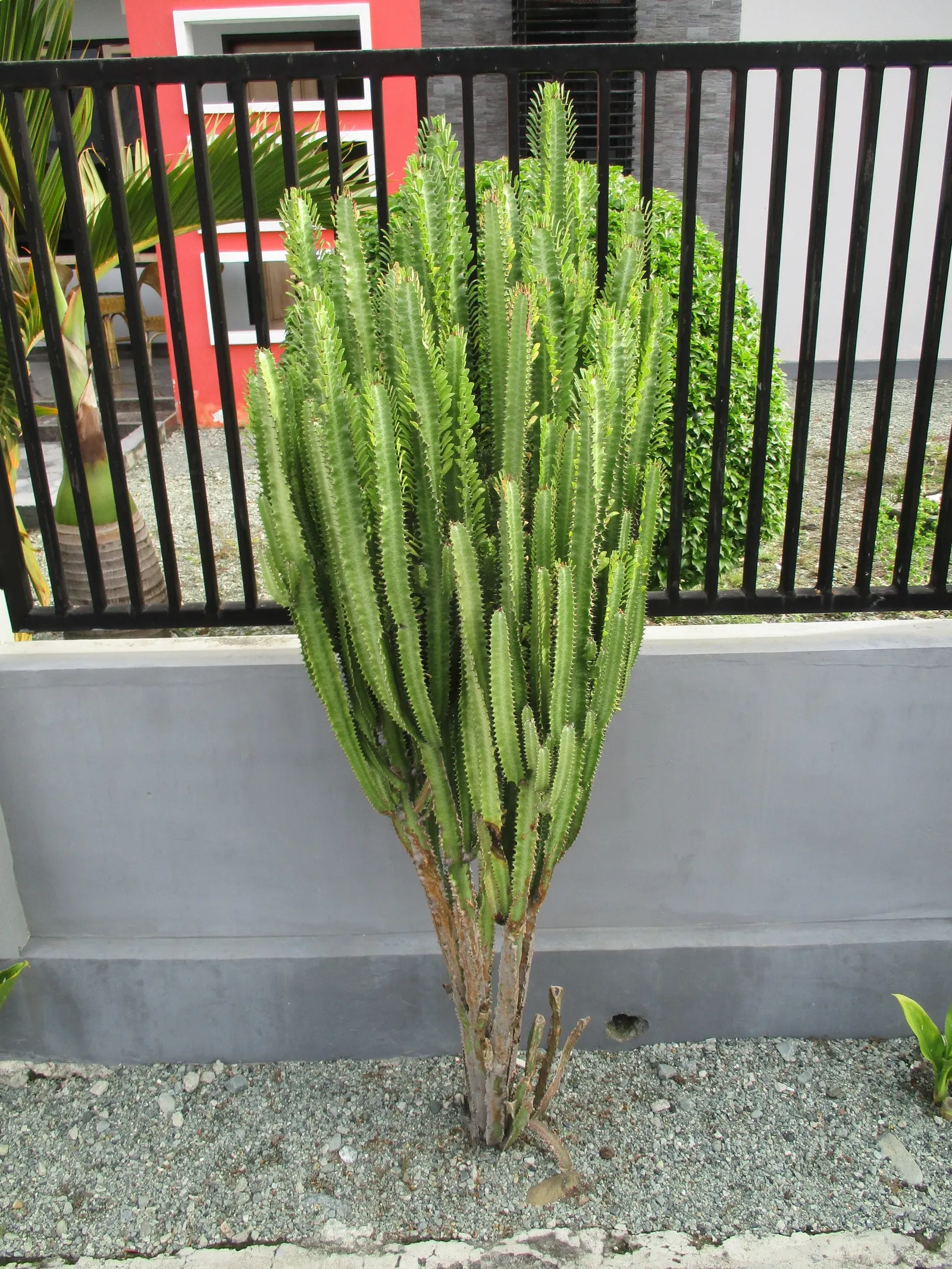 Red Pencil Tree (Euphorbia tirucalli) — Its pointed growth pattern and minimal leaf drop make it ideal for clean, modern designs; thrives in full, image 55