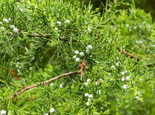 Red Pencil Tree (Euphorbia tirucalli) — Caution is advised as the sap is an irritant