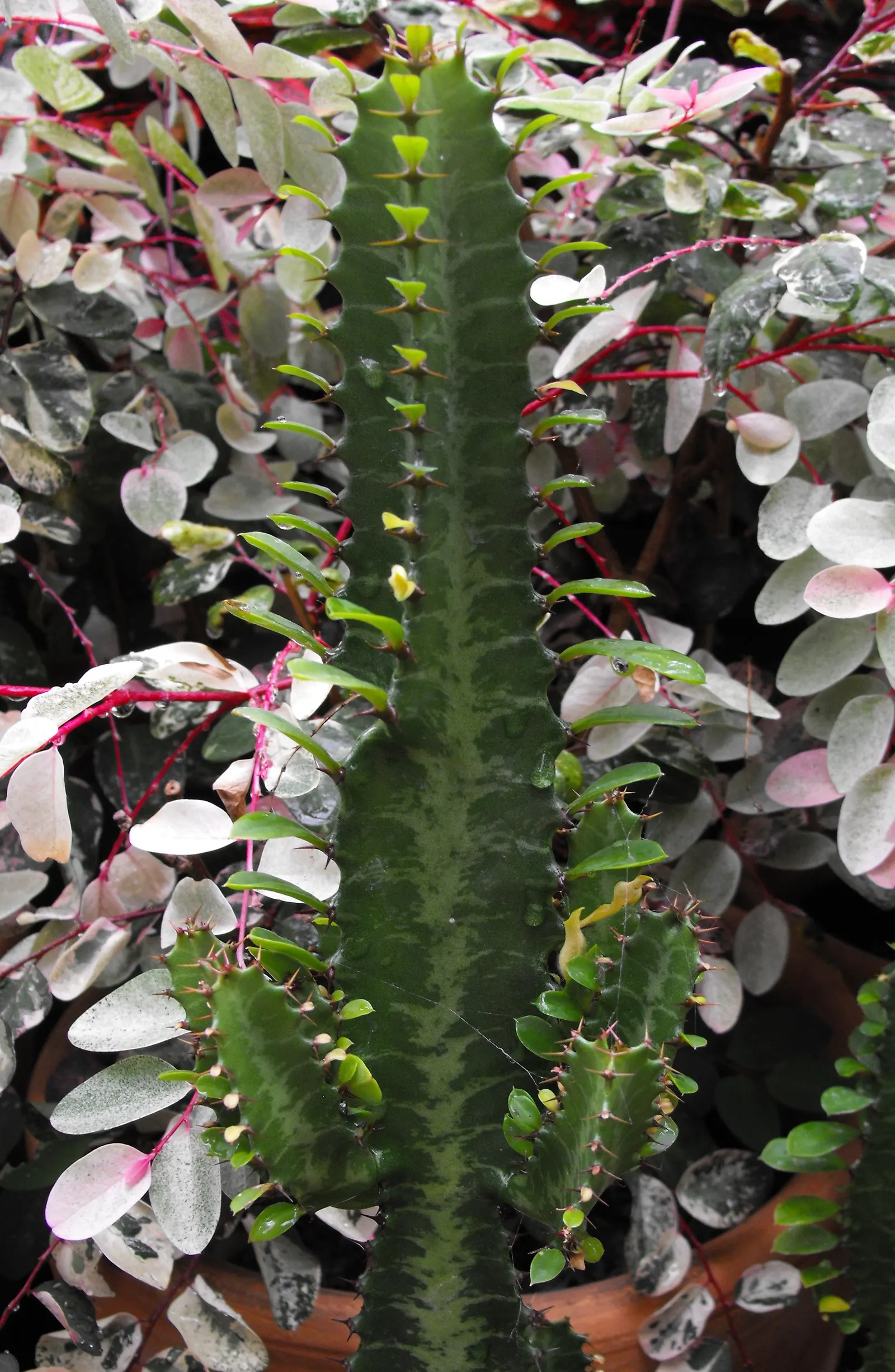 Red Pencil Tree (Euphorbia tirucalli) — The Red Pencil Tree (Euphorbia trigona) is a striking; this drought-resistant plant adds vertical interest, image 51