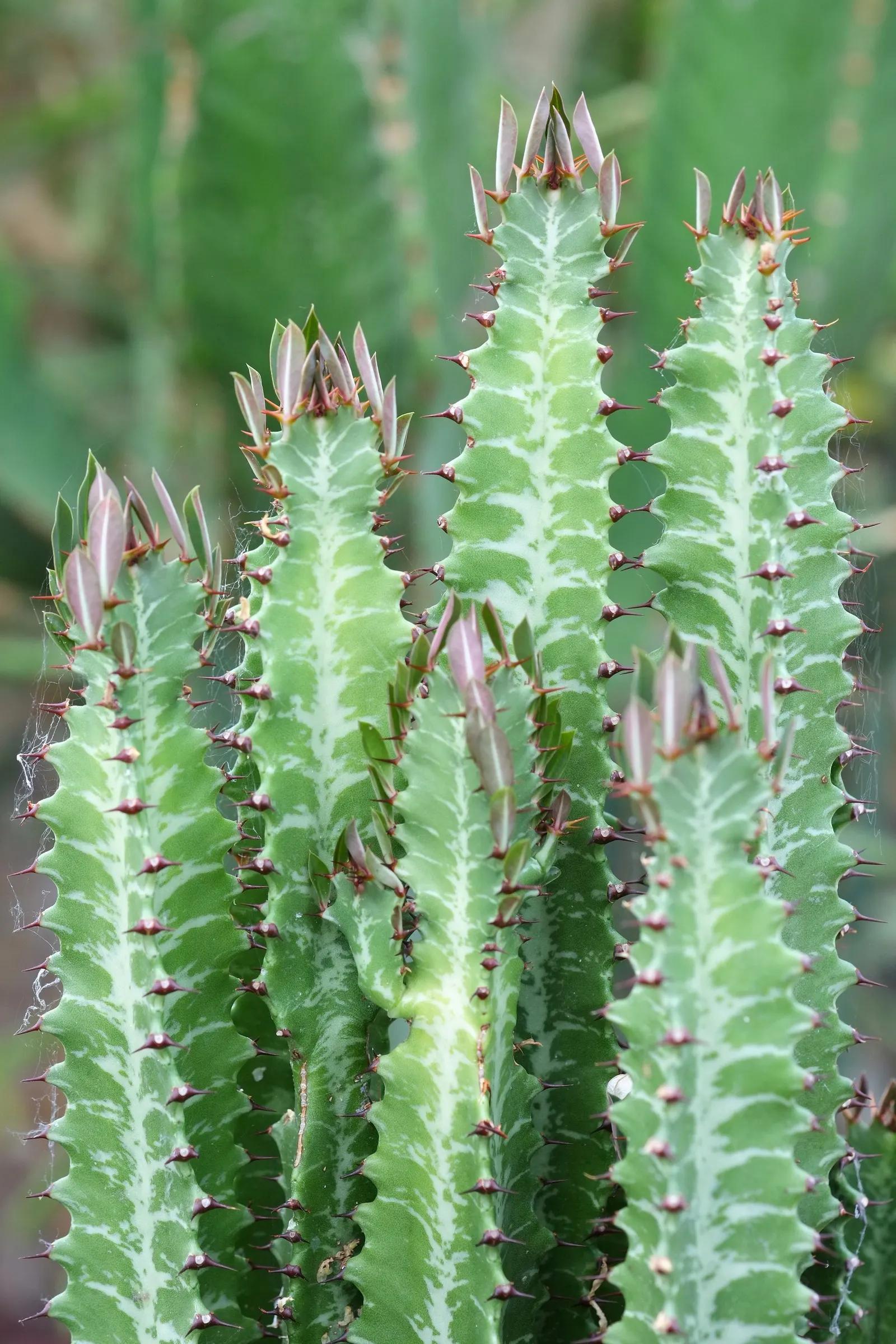 Red Pencil Tree (Euphorbia tirucalli) — also referred to as the African Milk Tree; typically reaching up to 8 feet tall, image 58