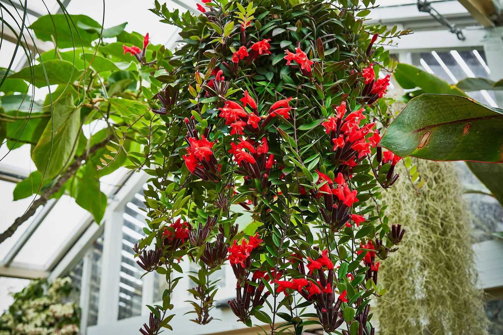 Burgundy Fringe Flower (Loropetalum Chinense 'Burgundy') — Growing 4-6 feet high and wide, it adds year-round interest with its contrasting foliage and spring