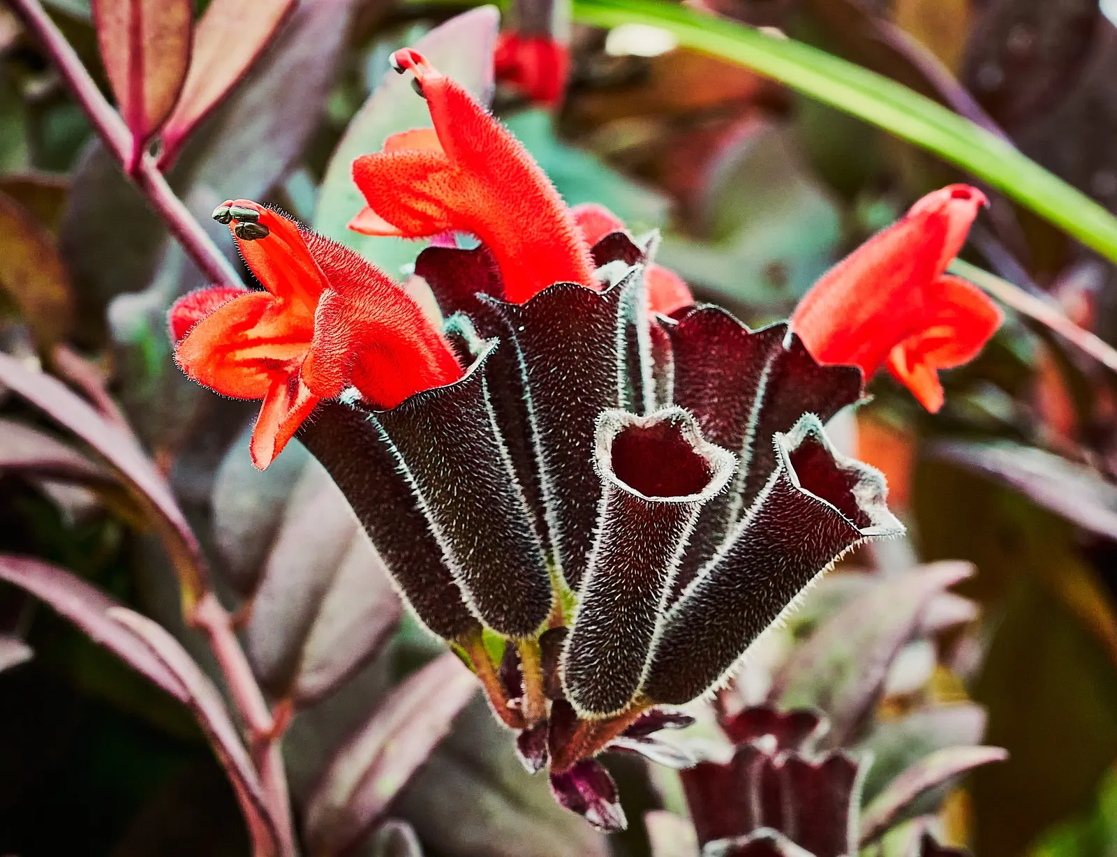 Burgundy Fringe Flower (Loropetalum Chinense 'Burgundy') — The Burgundy Fringe Flower (Loropetalum chinense 'Burgundy') is a striking evergreen shrub