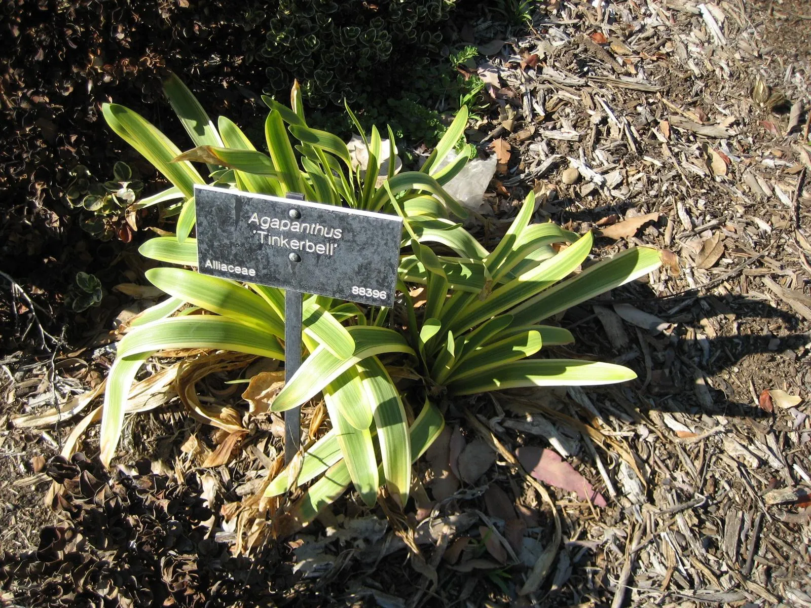 Dwarf Blue Lily Of The Nile (Agapanthus 'Tinkerbell') — The Agapanthus 'Tinkerbell' is a charming