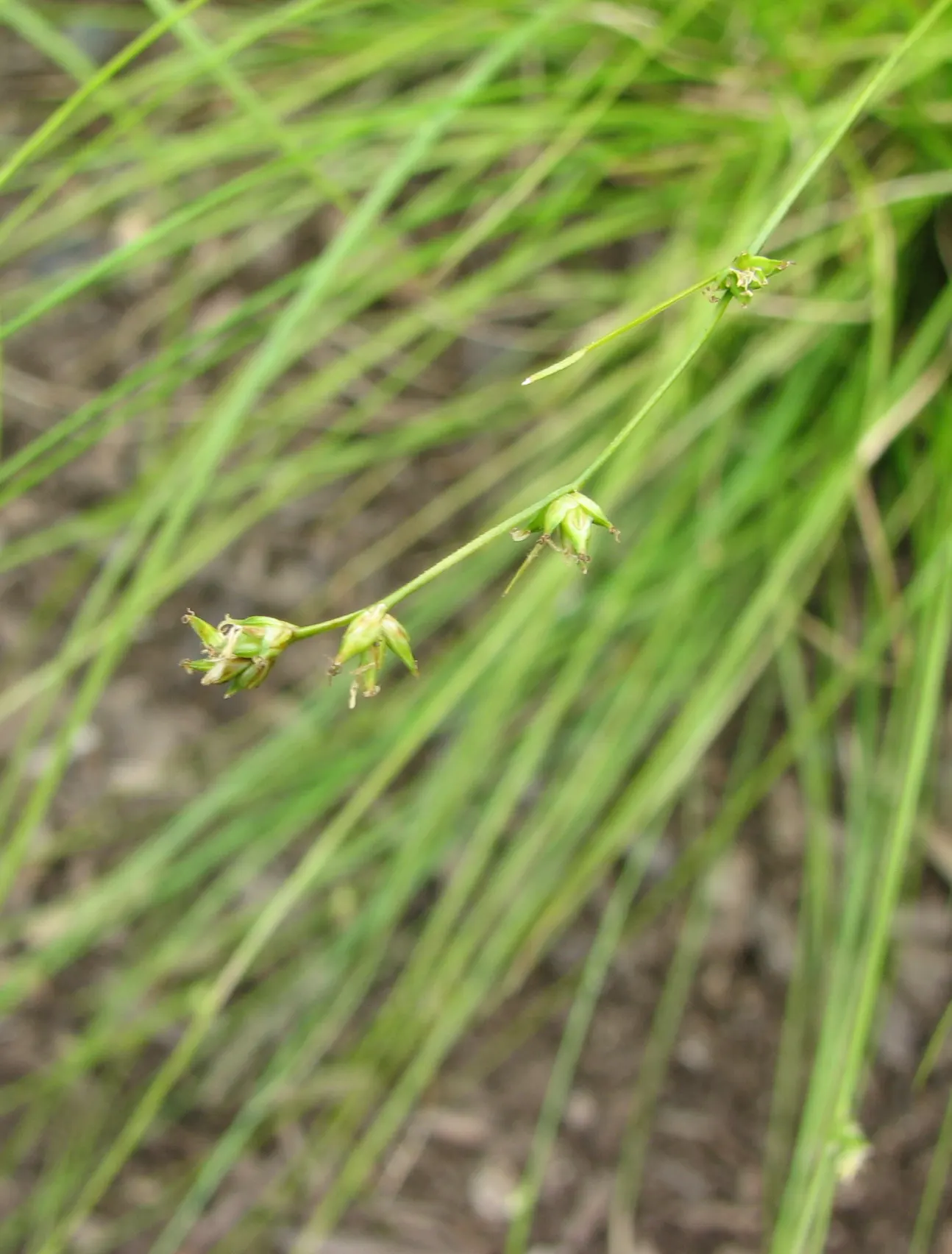 Appalachian Sedge (Carex Appalachica) — this sedge thrives in hardiness zones 4-8