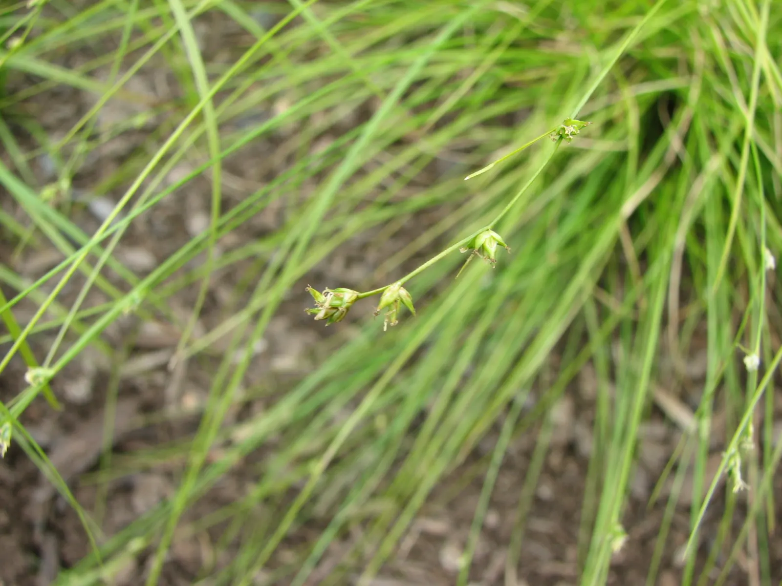 Appalachian Sedge (Carex Appalachica) — Originating from the woodland areas of the Eastern United States