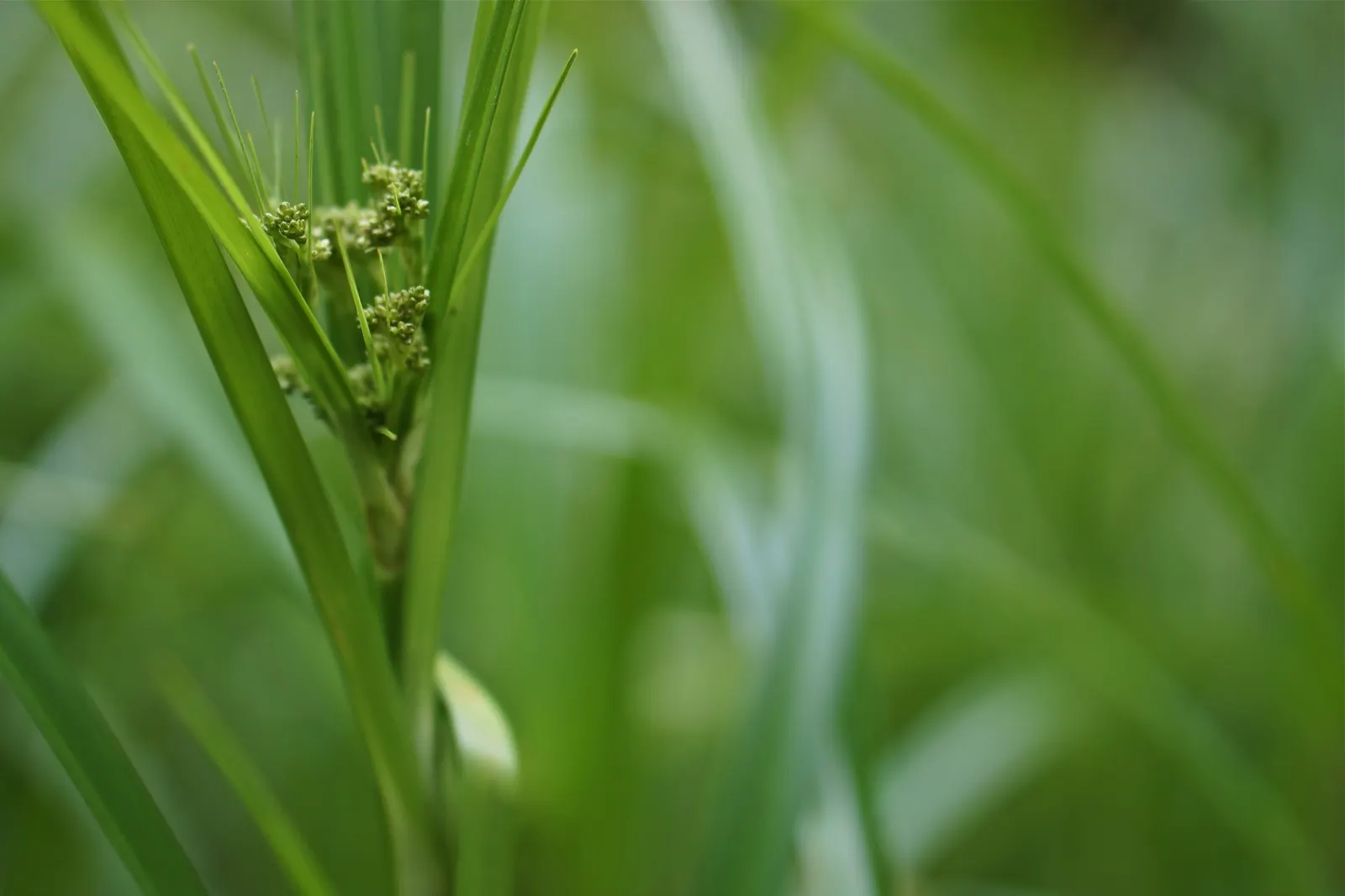 Appalachian Sedge (Carex Appalachica) — thriving in USDA zones 4-8