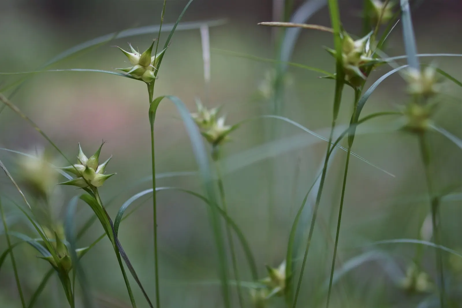 Appalachian Sedge (Carex Appalachica) — clump-forming perennial that brings a fine-textured elegance to any landscape design