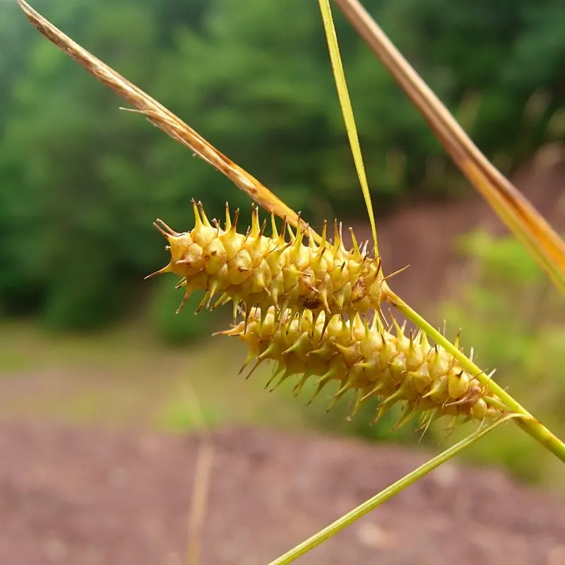 Appalachian Sedge (Carex Appalachica) — commonly referred to as Appalachian Sedge