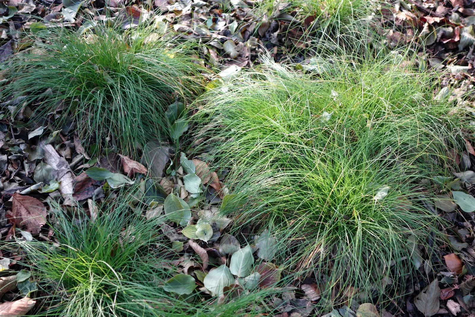 Appalachian Sedge (Carex Appalachica) — Preferring part shade, it reaches 6-12 inches in height, with a spread of up to 18 inches