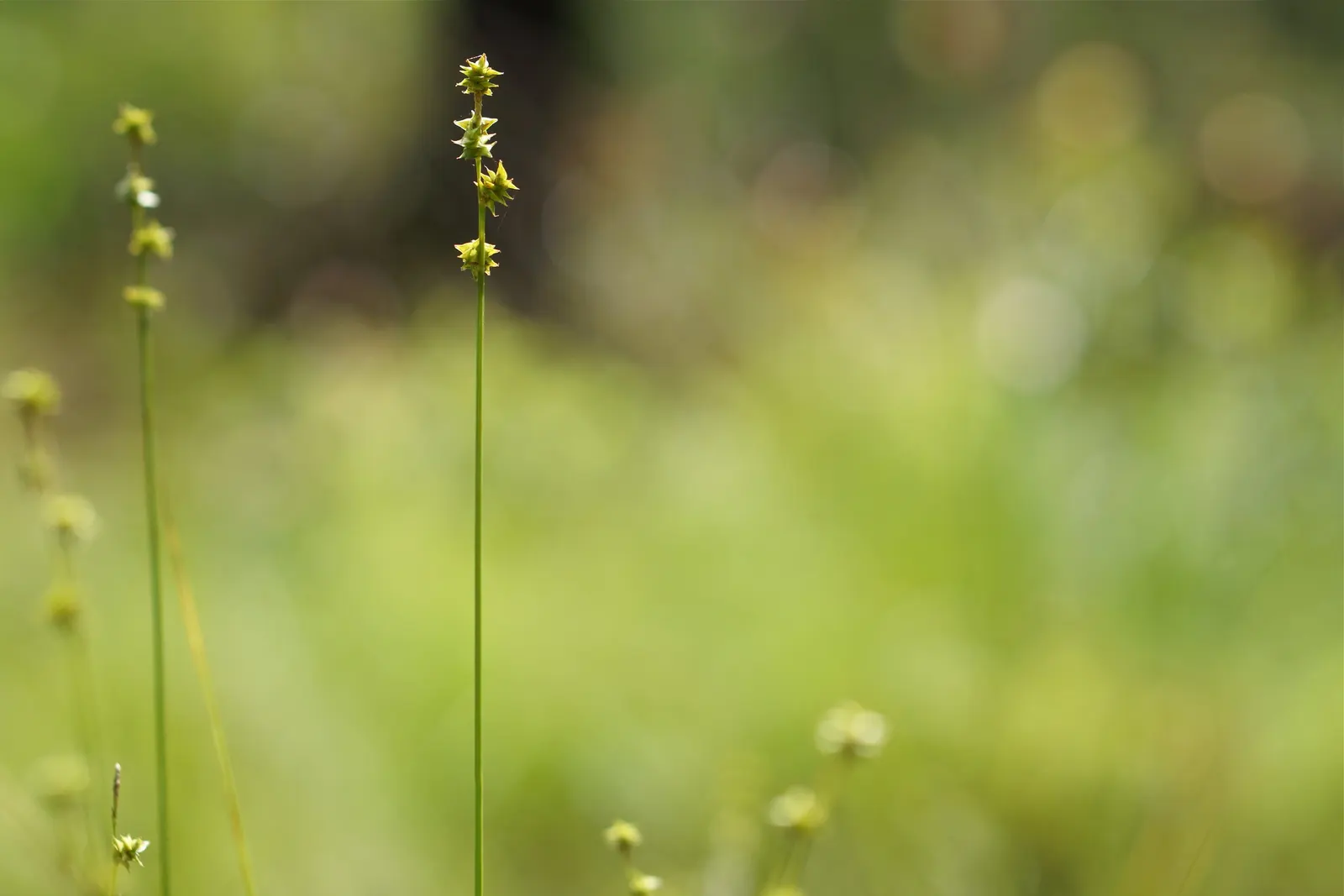 Appalachian Sedge (Carex Appalachica) — requiring minimal care once established