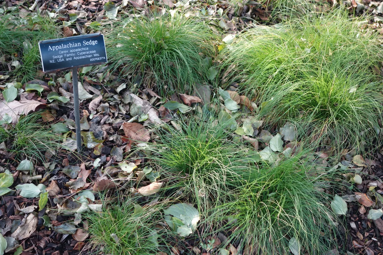Appalachian Sedge (Carex Appalachica) — Appalachian Sedge (Carex appalachica) is a graceful